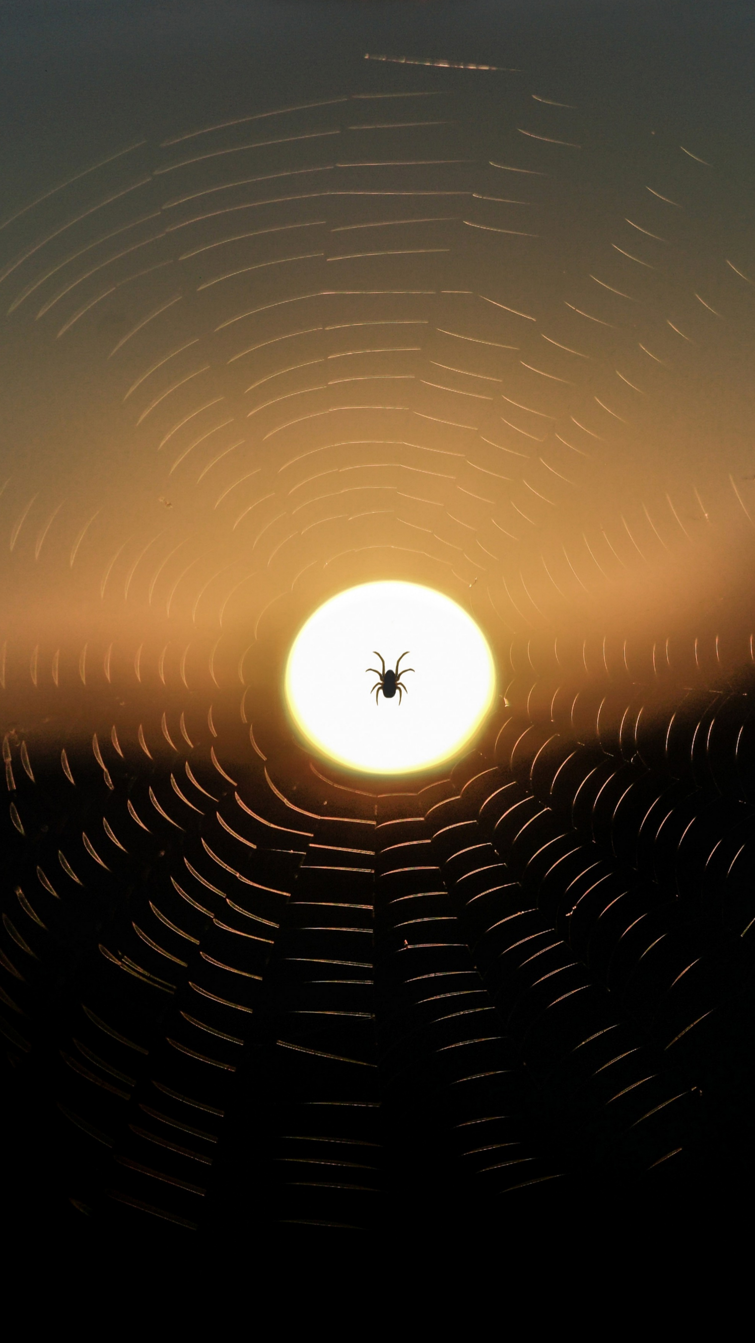 145055 скачать картинку паук, паутина, закат, солнце, макро, темный - обои и заставки бесплатно