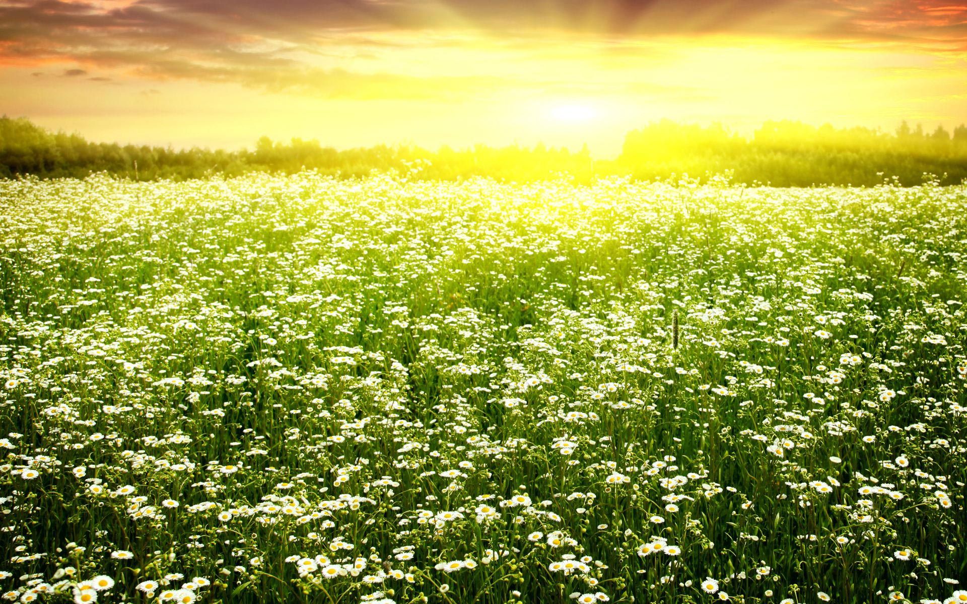Download mobile wallpaper Sunrise, Earth, Daisy for free.