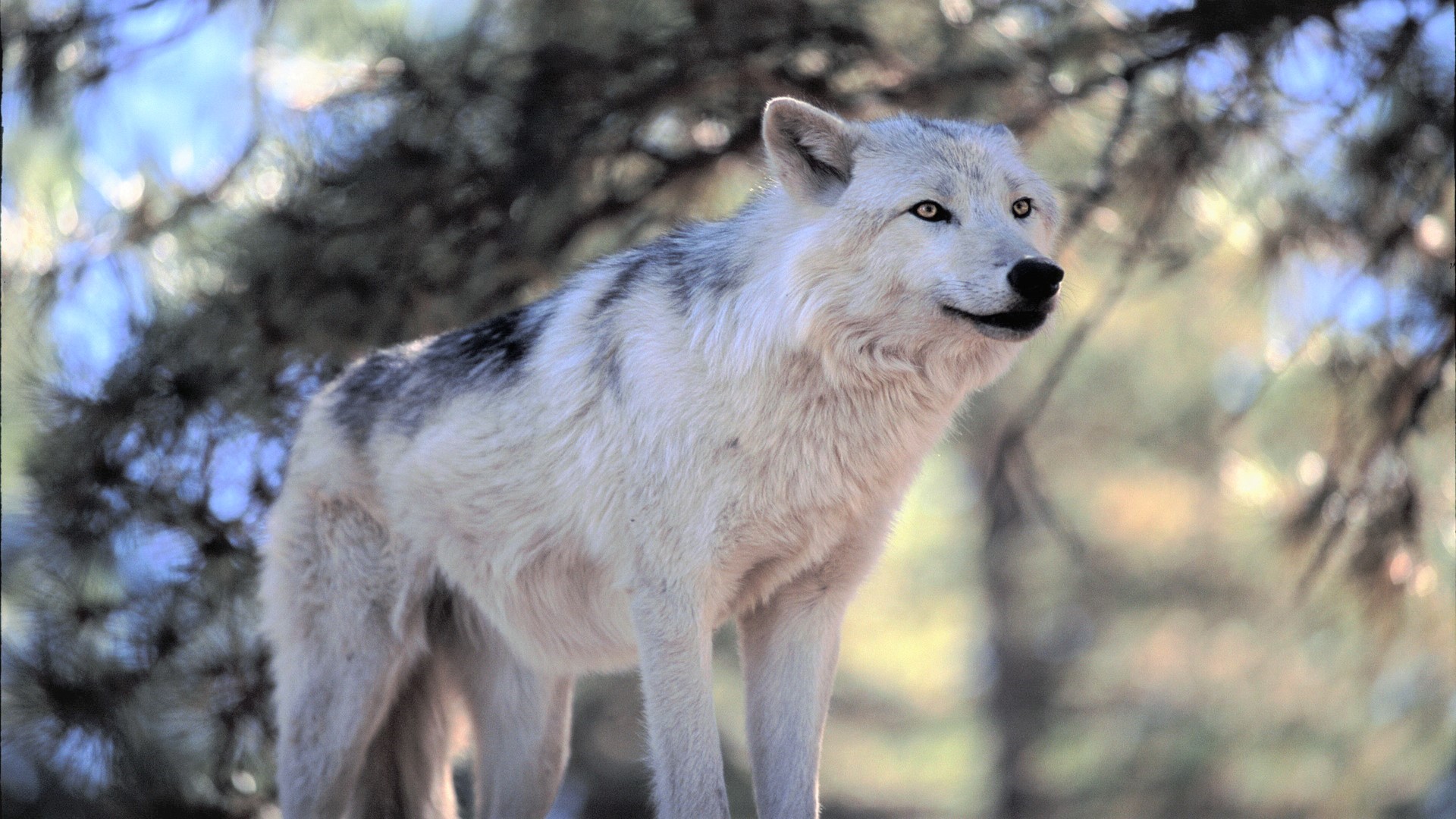 Handy-Wallpaper Tiere, Wolf, Wolves kostenlos herunterladen.