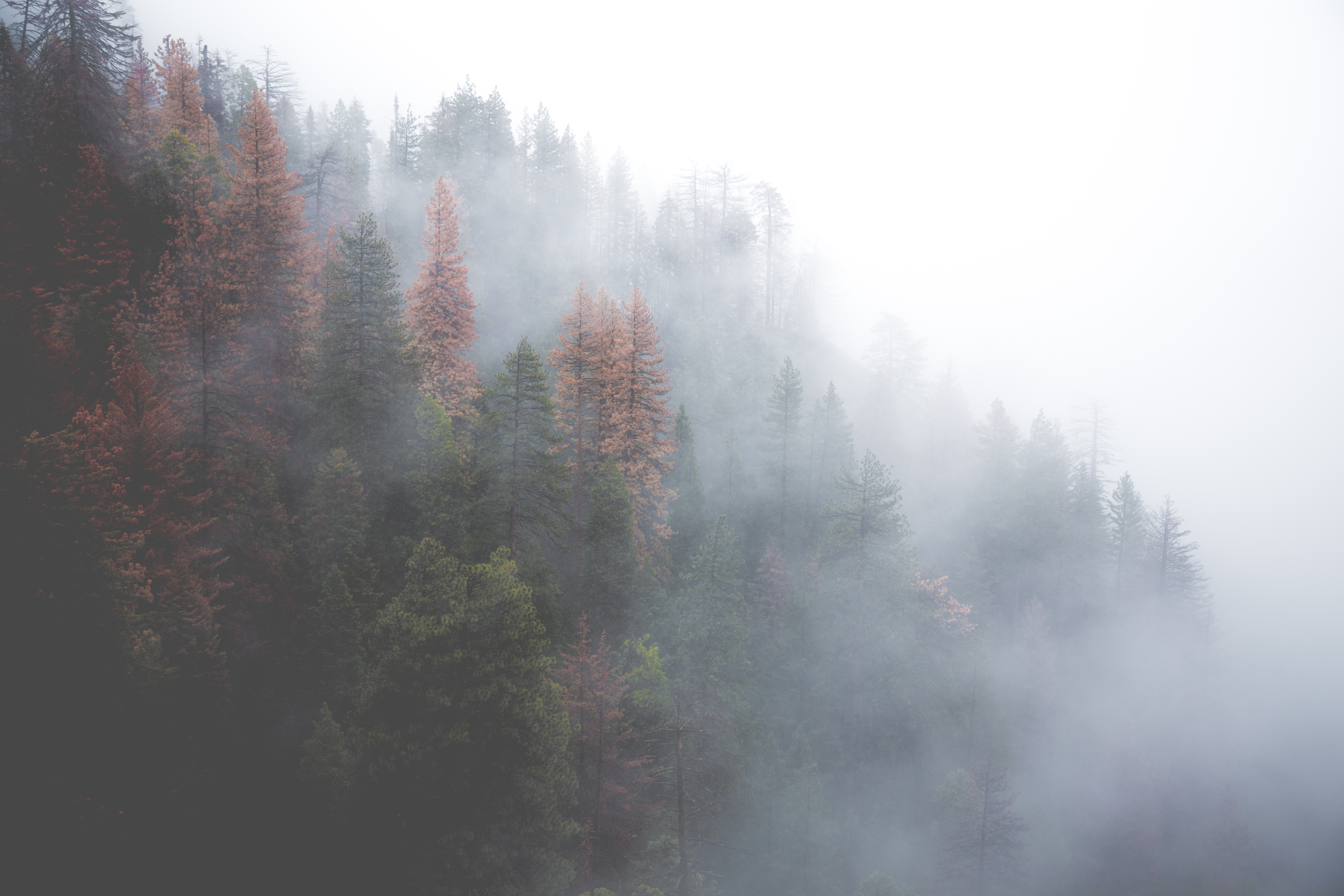 Скачать обои бесплатно Природа, Лес, Дерево, Туман, Земля/природа картинка на рабочий стол ПК