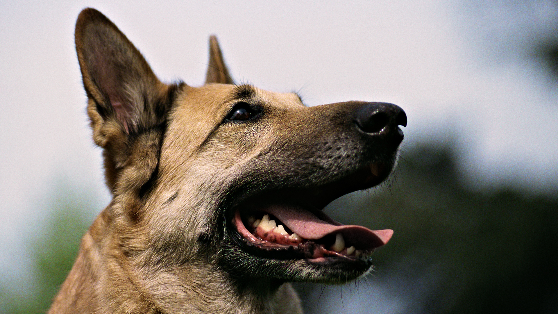 Handy-Wallpaper Hunde, Hund, Tiere kostenlos herunterladen.