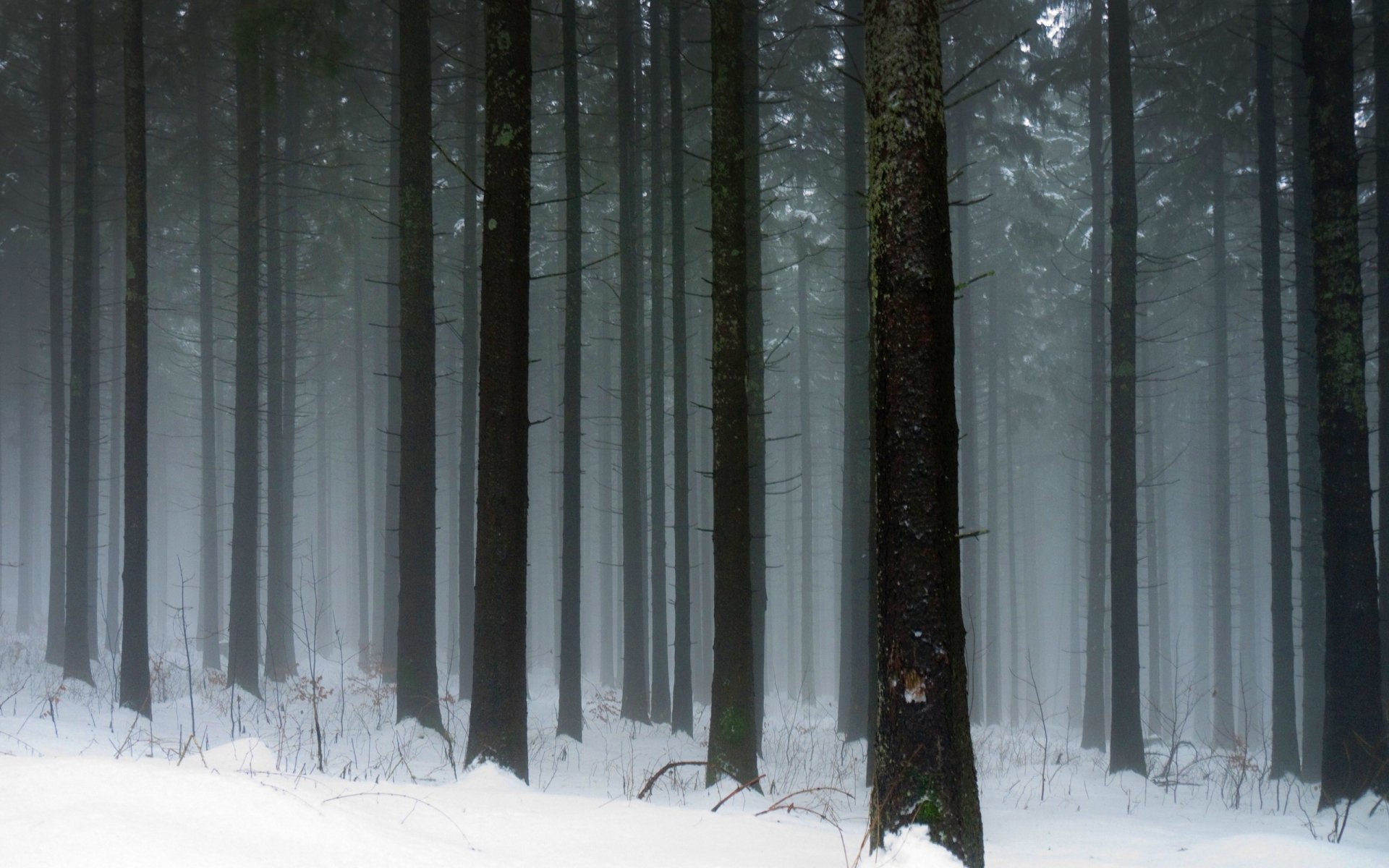 Free download wallpaper Winter, Forest, Tree, Earth on your PC desktop