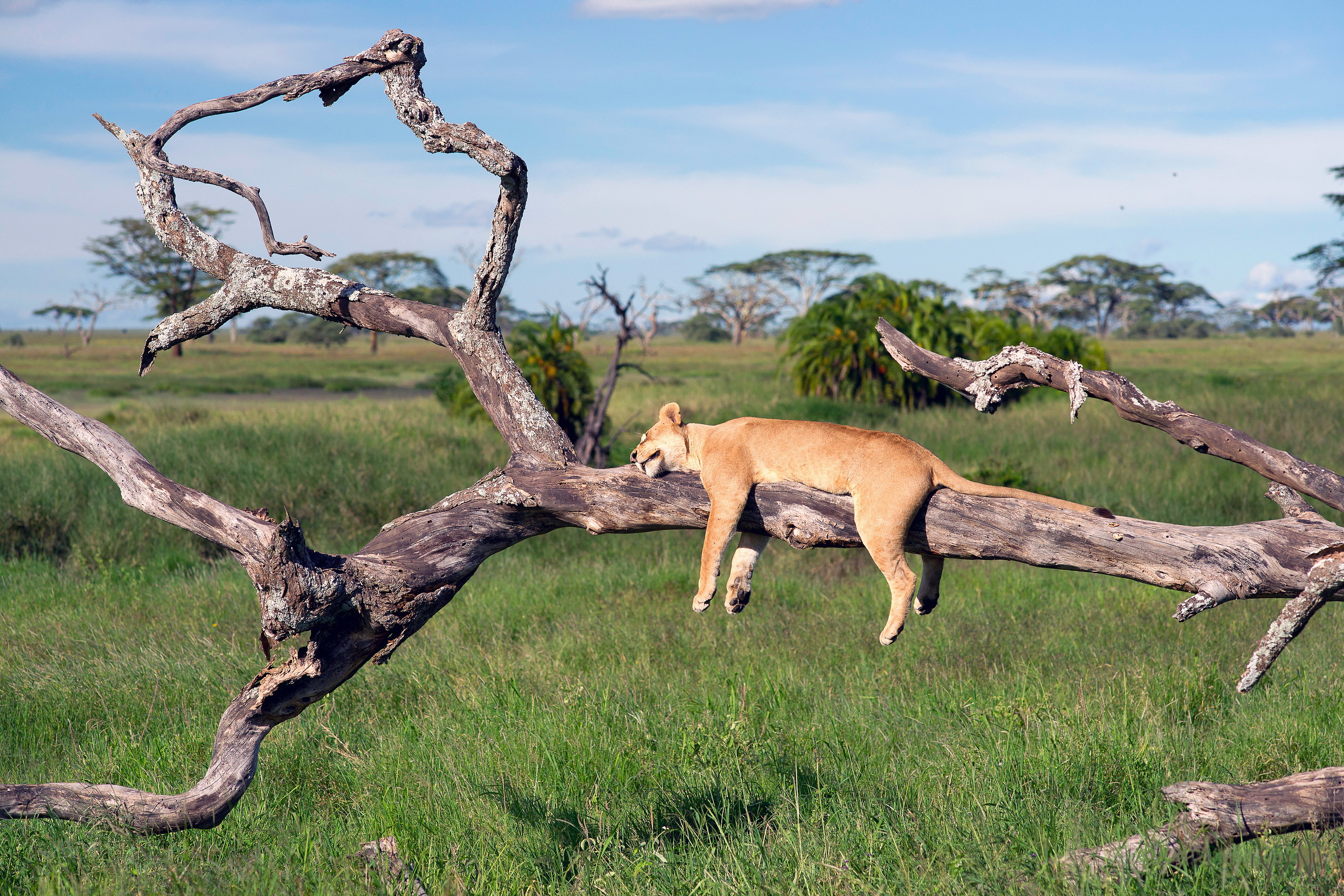 Baixe gratuitamente a imagem Leão, Gatos, Animais na área de trabalho do seu PC