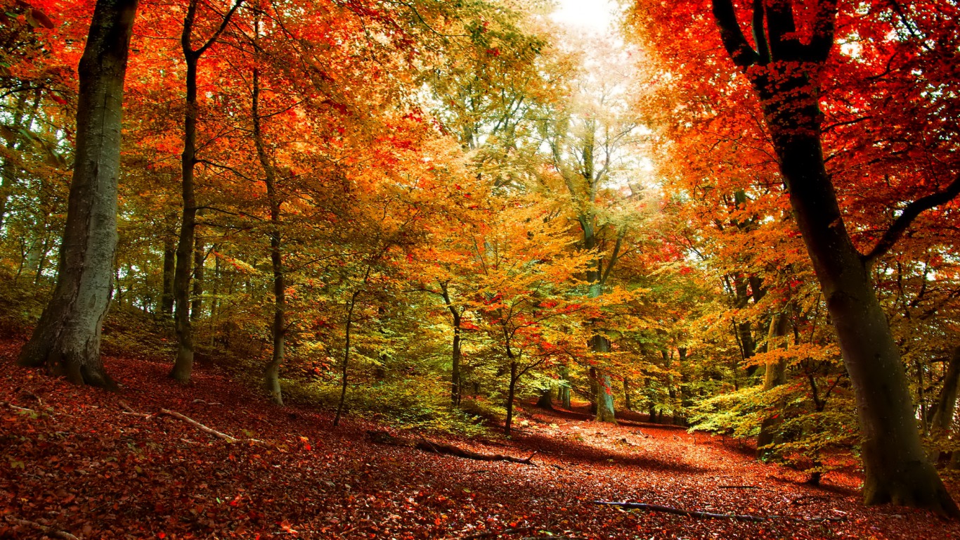 Free download wallpaper Forest, Fall, Earth on your PC desktop