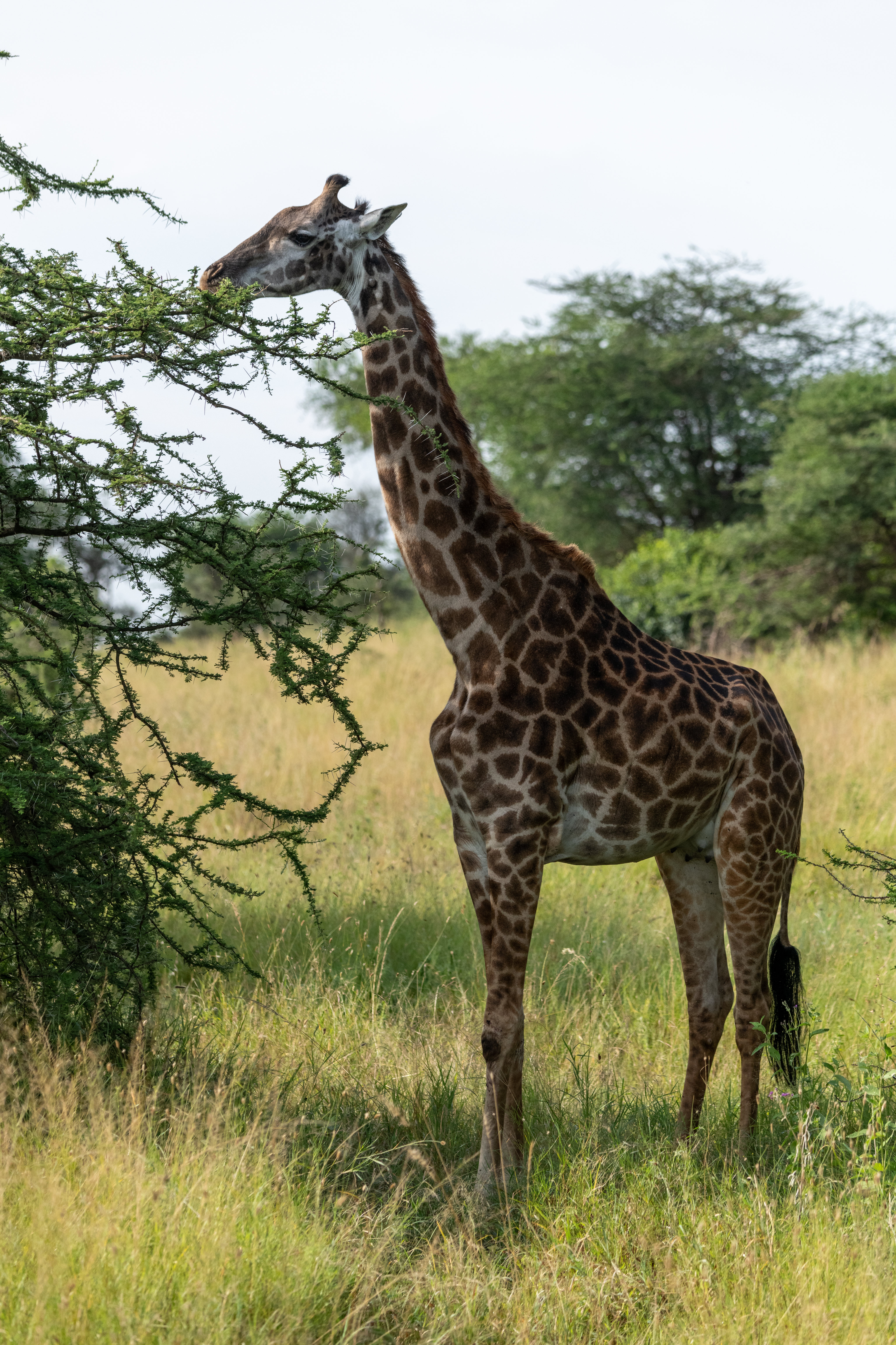 animals, trees, savanna, animal, giraffe