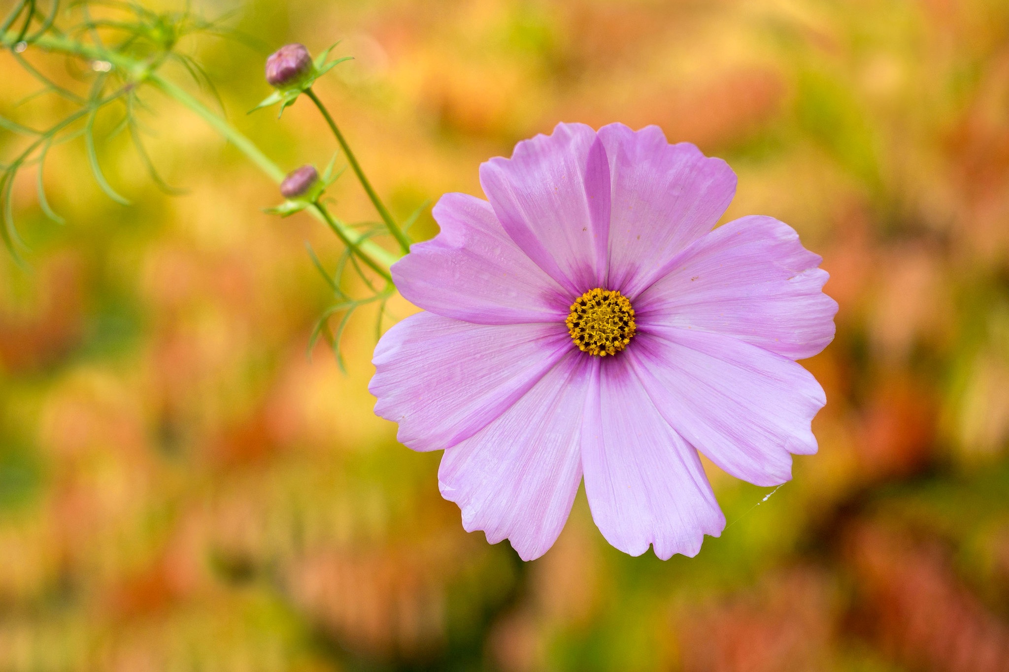 Téléchargez gratuitement l'image Fleurs, Fleur, Cosmos, Fleur Mauve, Terre/nature sur le bureau de votre PC