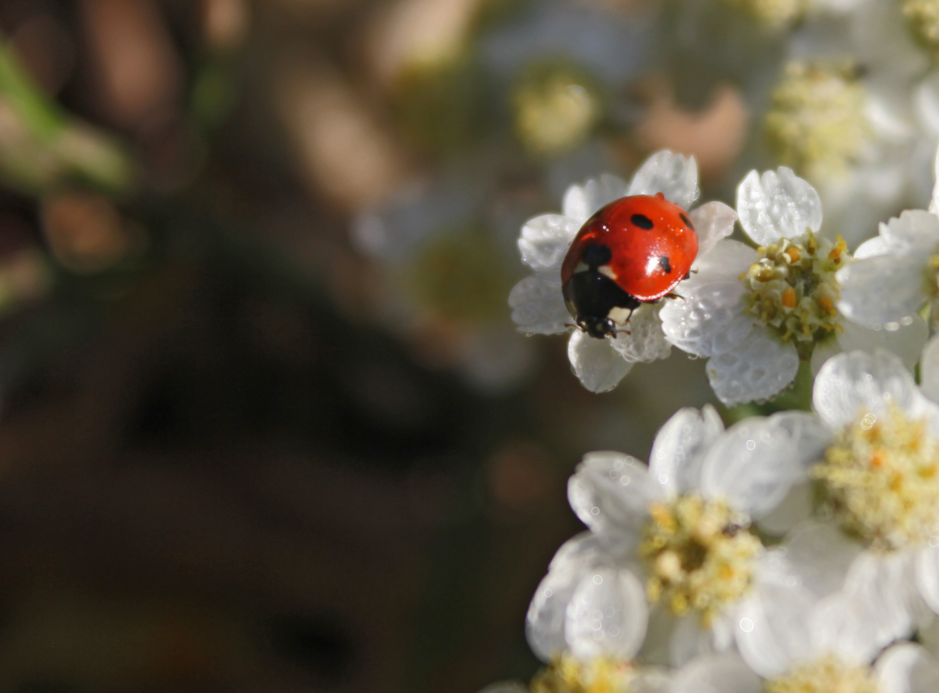 flowers, macro, blur, smooth, ladybug, ladybird