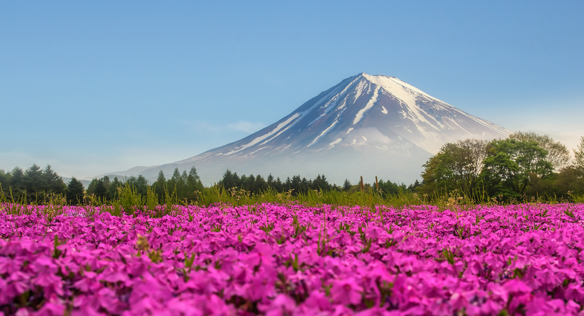 無料モバイル壁紙フラワーズ, 花, 地球, 富士山, 分野, ピンクの花をダウンロードします。
