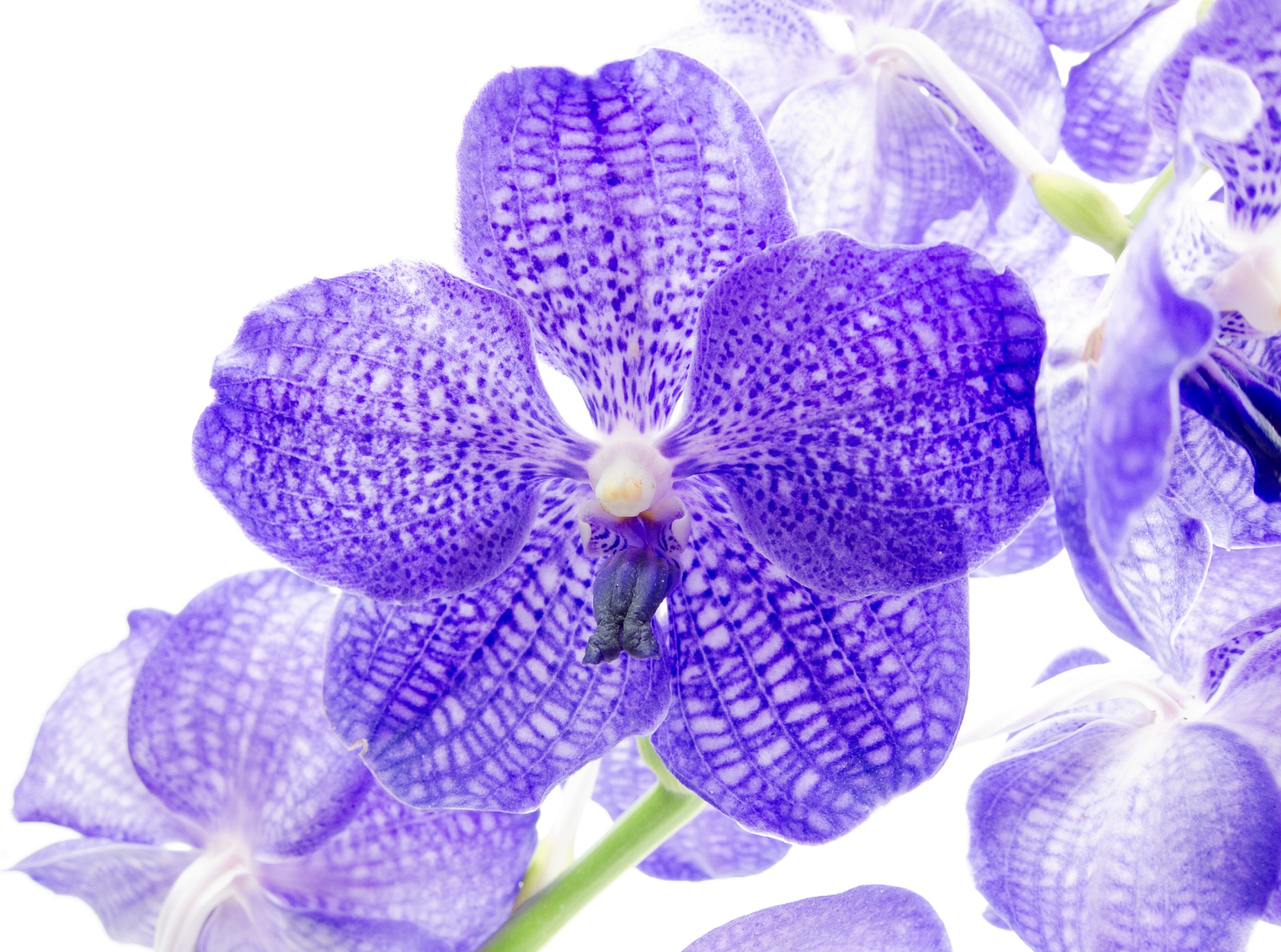 Descarga gratis la imagen Flores, Flor, Orquídea, Flor Purpura, Tierra/naturaleza en el escritorio de tu PC