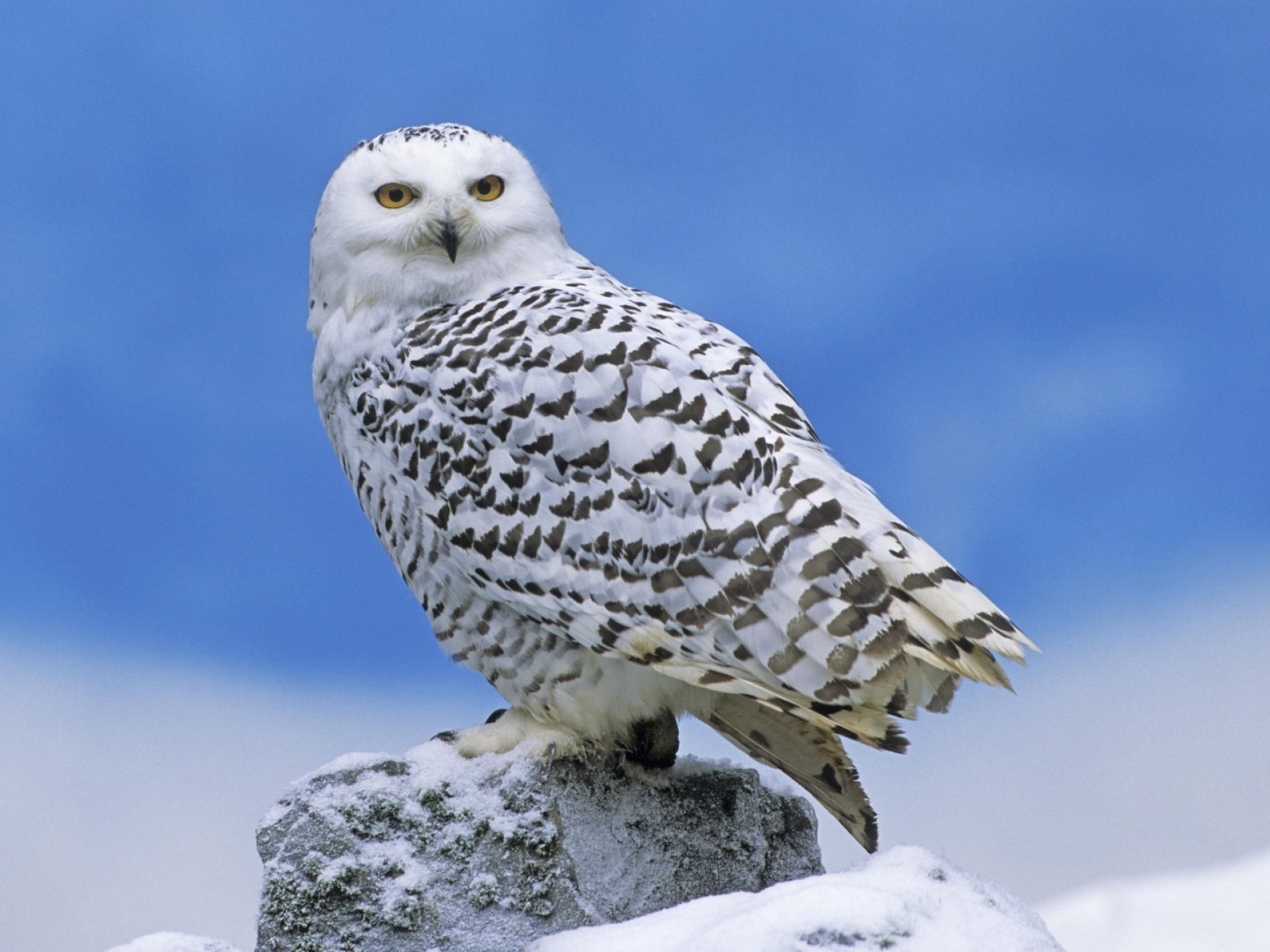 Laden Sie das Tiere, Vogel, Schnee, Raubtier, Predator, Eule-Bild kostenlos auf Ihren PC-Desktop herunter