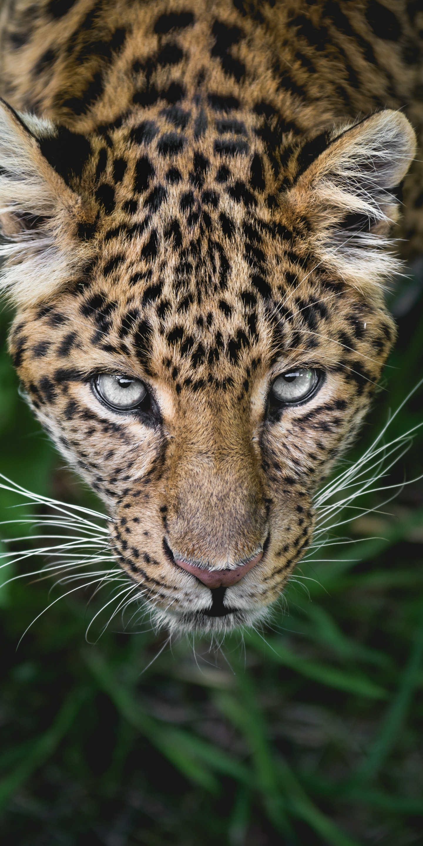 Descarga gratuita de fondo de pantalla para móvil de Animales, Gatos, Leopardo, Mirar Fijamente.
