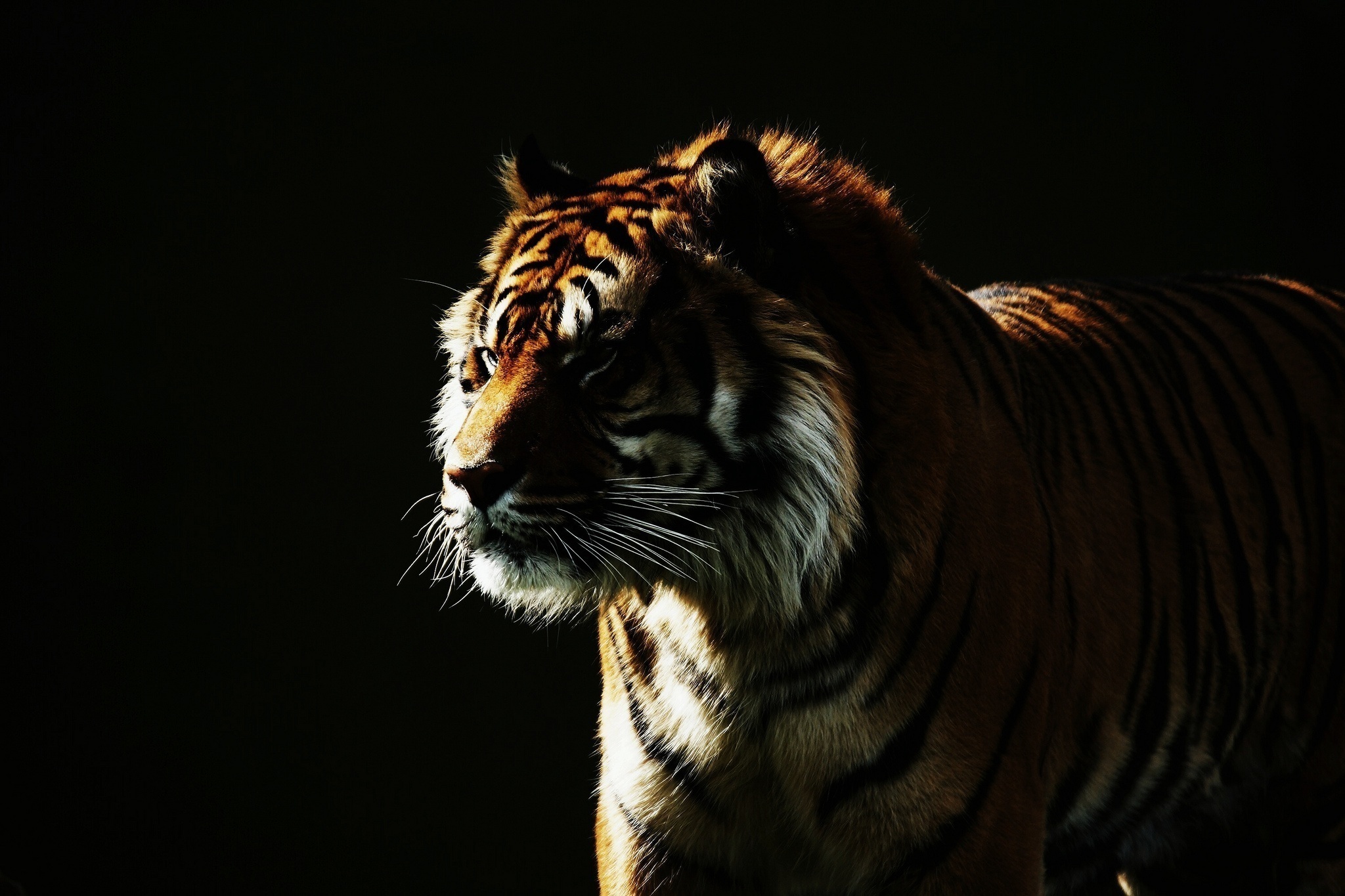 Download mobile wallpaper Cats, Animal, Tiger for free.