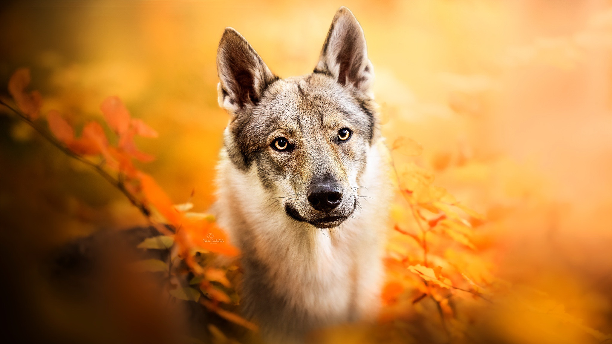 Download mobile wallpaper Dogs, Animal, Wolfdog for free.