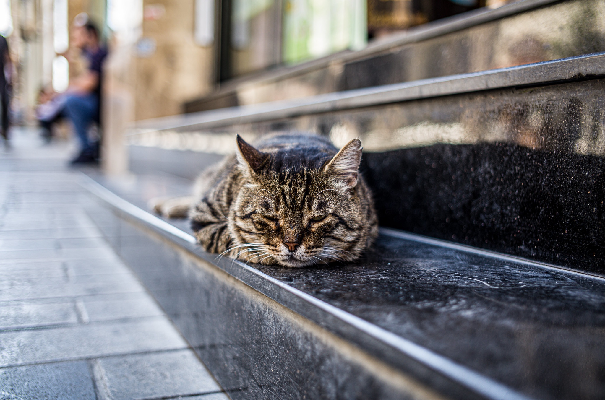 PCデスクトップに動物, ネコ, 猫, 睡眠画像を無料でダウンロード