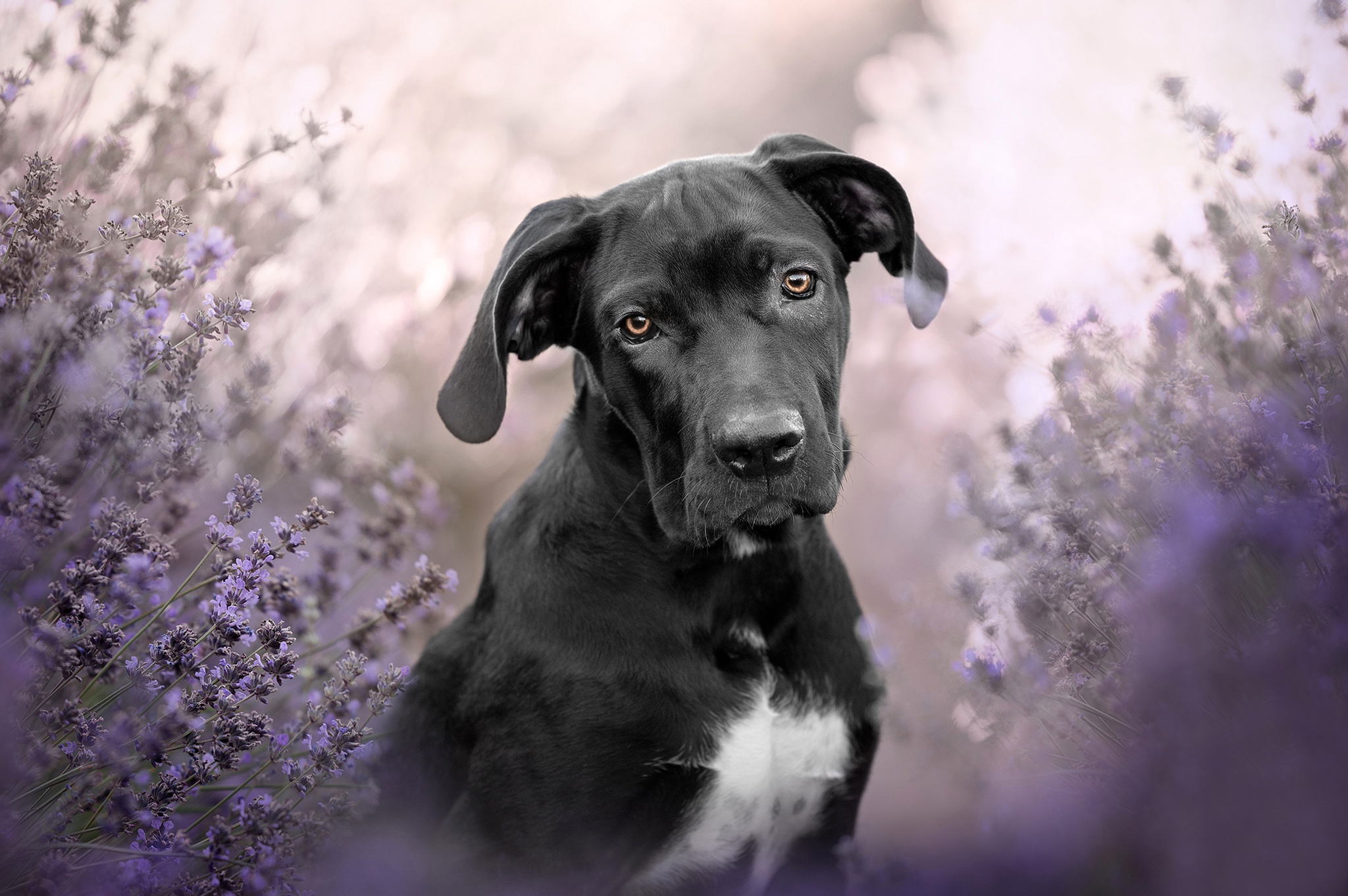 Download mobile wallpaper Dogs, Animal, Cane Corso, Lavender for free.