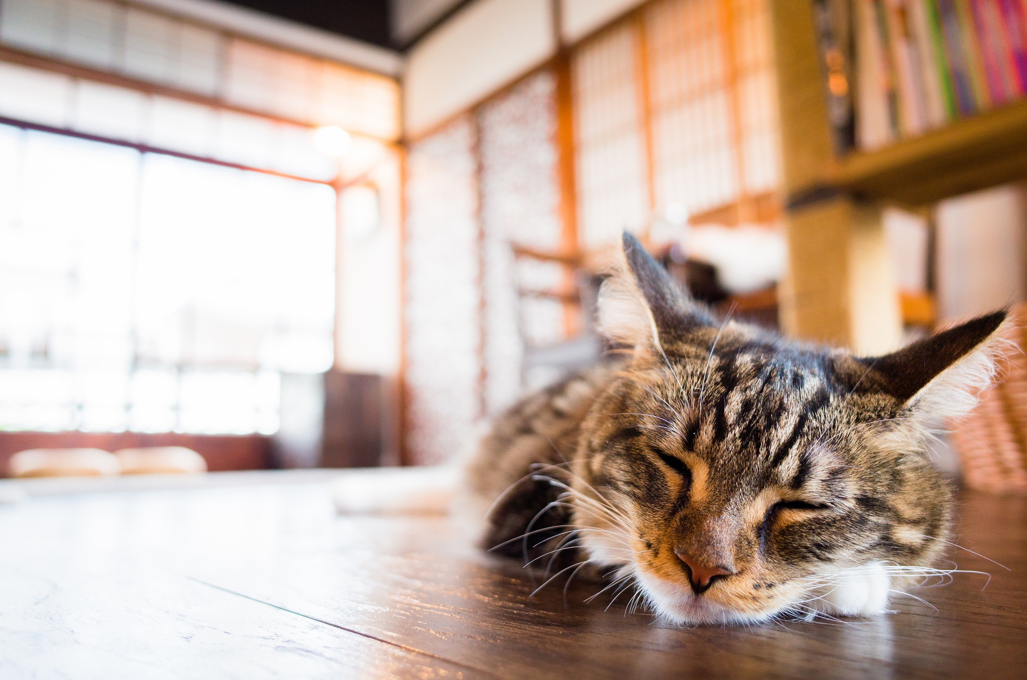 無料モバイル壁紙動物, ネコ, 猫, 睡眠, 被写界深度をダウンロードします。