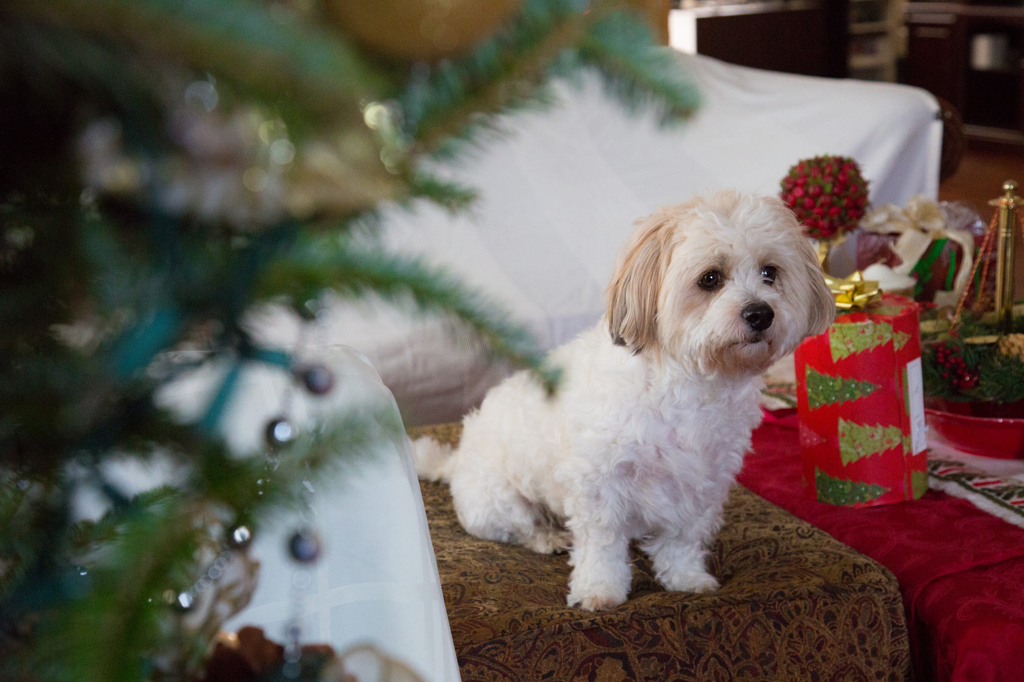 Laden Sie das Tiere, Hunde, Weihnachten, Hund, Welpen, Maltesisch, Tierbaby-Bild kostenlos auf Ihren PC-Desktop herunter