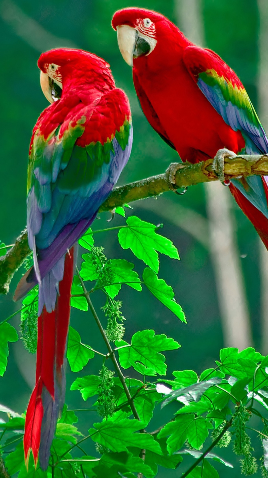 Download mobile wallpaper Birds, Animal, Parrot, Red And Green Macaw for free.