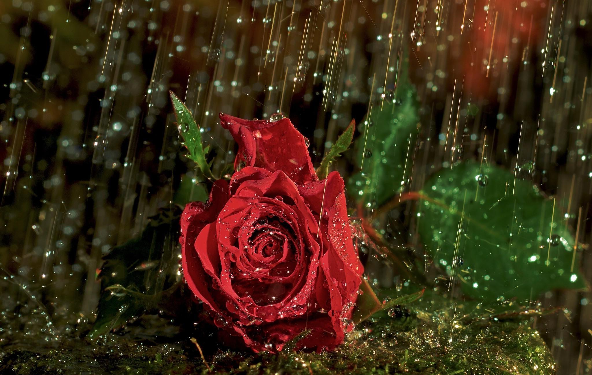 無料モバイル壁紙自然, フラワーズ, 雨, 薔薇, 閉じる, 地球, 赤い花をダウンロードします。