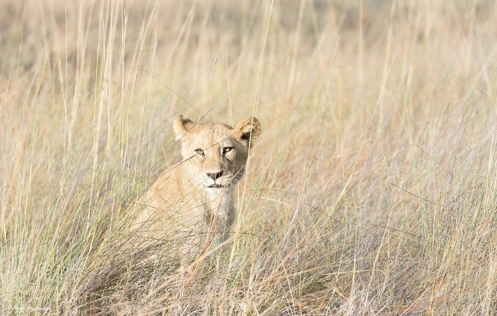 Descarga gratis la imagen Animales, Gatos, León en el escritorio de tu PC