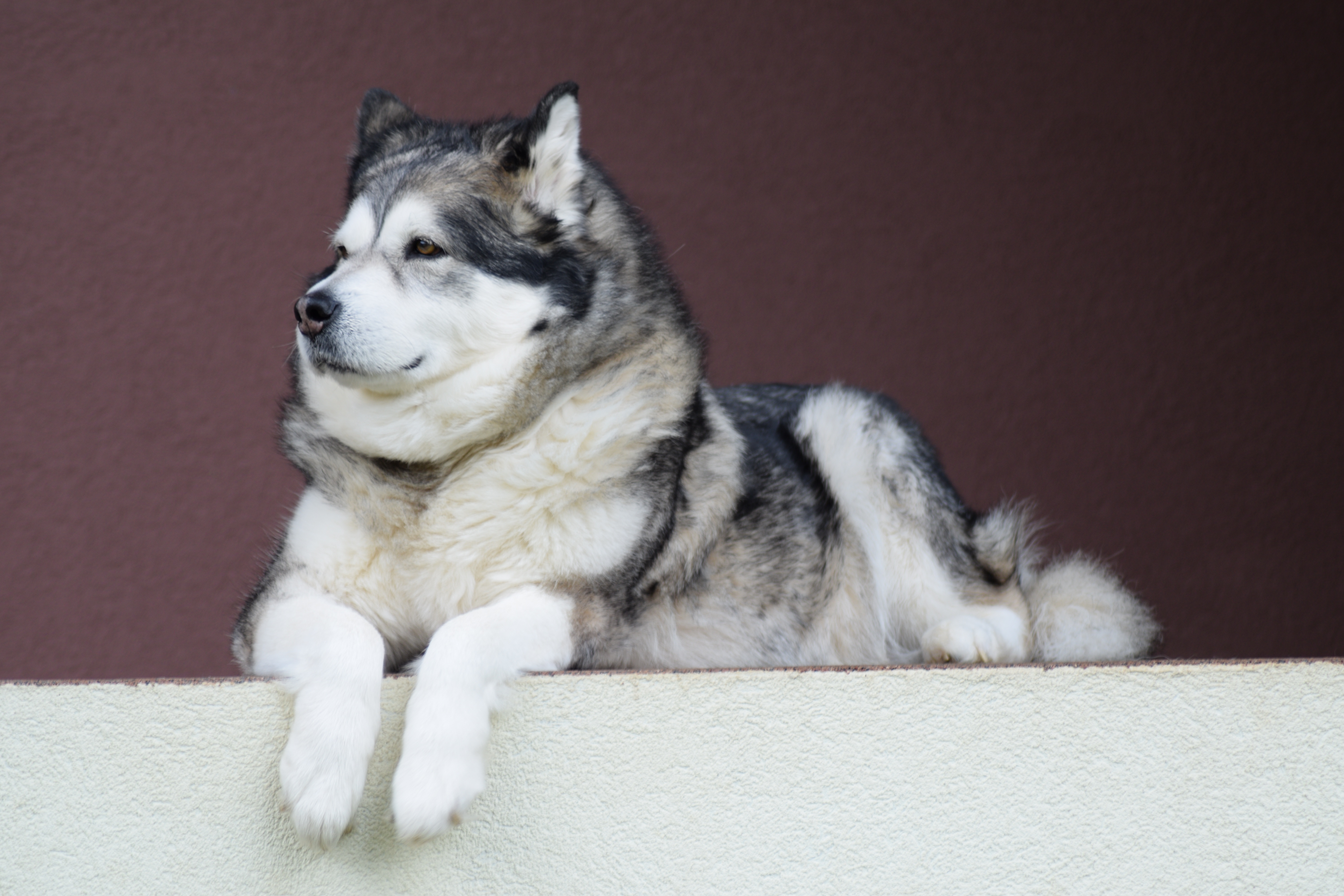 Laden Sie Malamute HD-Desktop-Hintergründe herunter