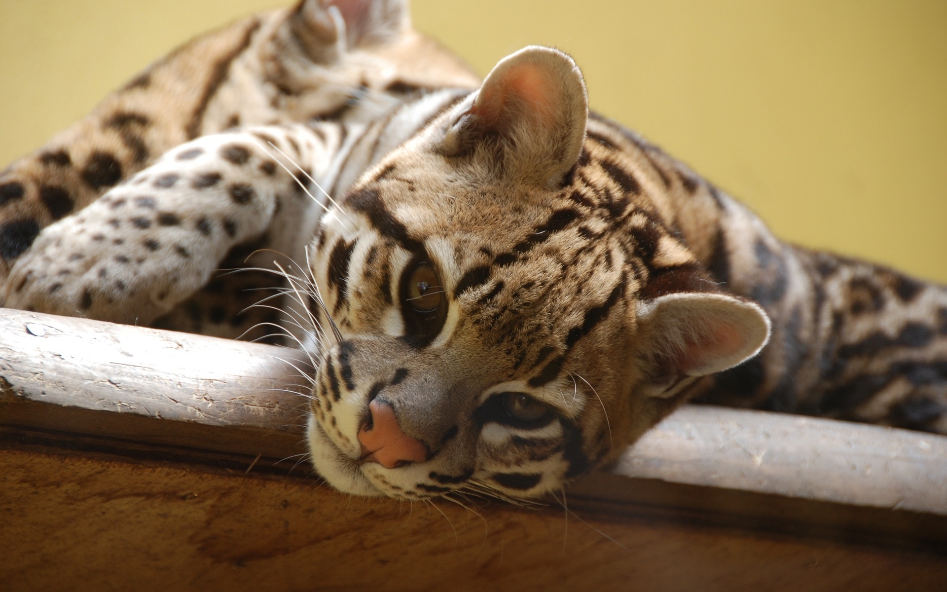 307842 baixar papel de parede animais, jaguatirica, gatos - protetores de tela e imagens gratuitamente