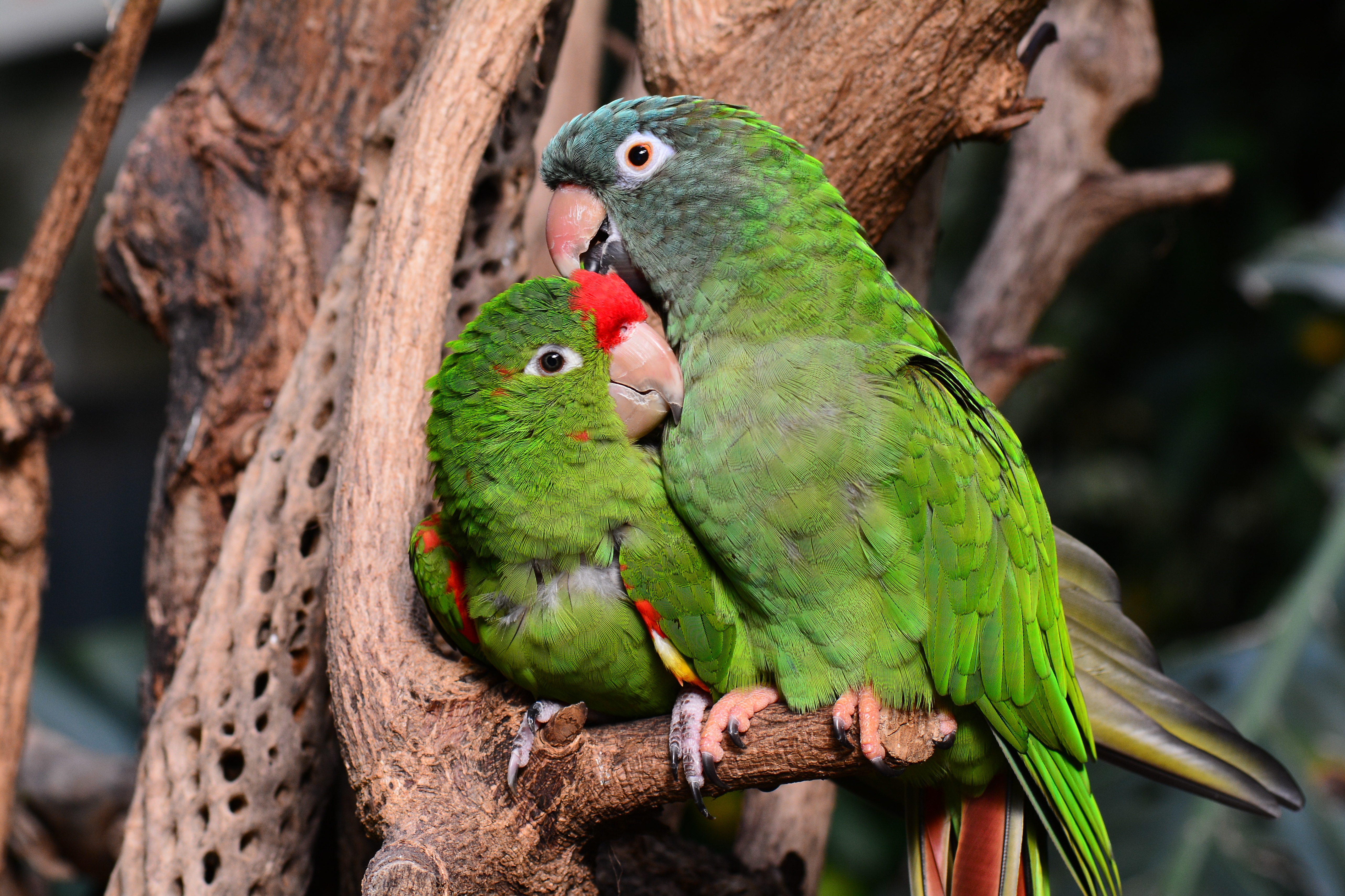 無料モバイル壁紙動物, 鳥, オウムをダウンロードします。