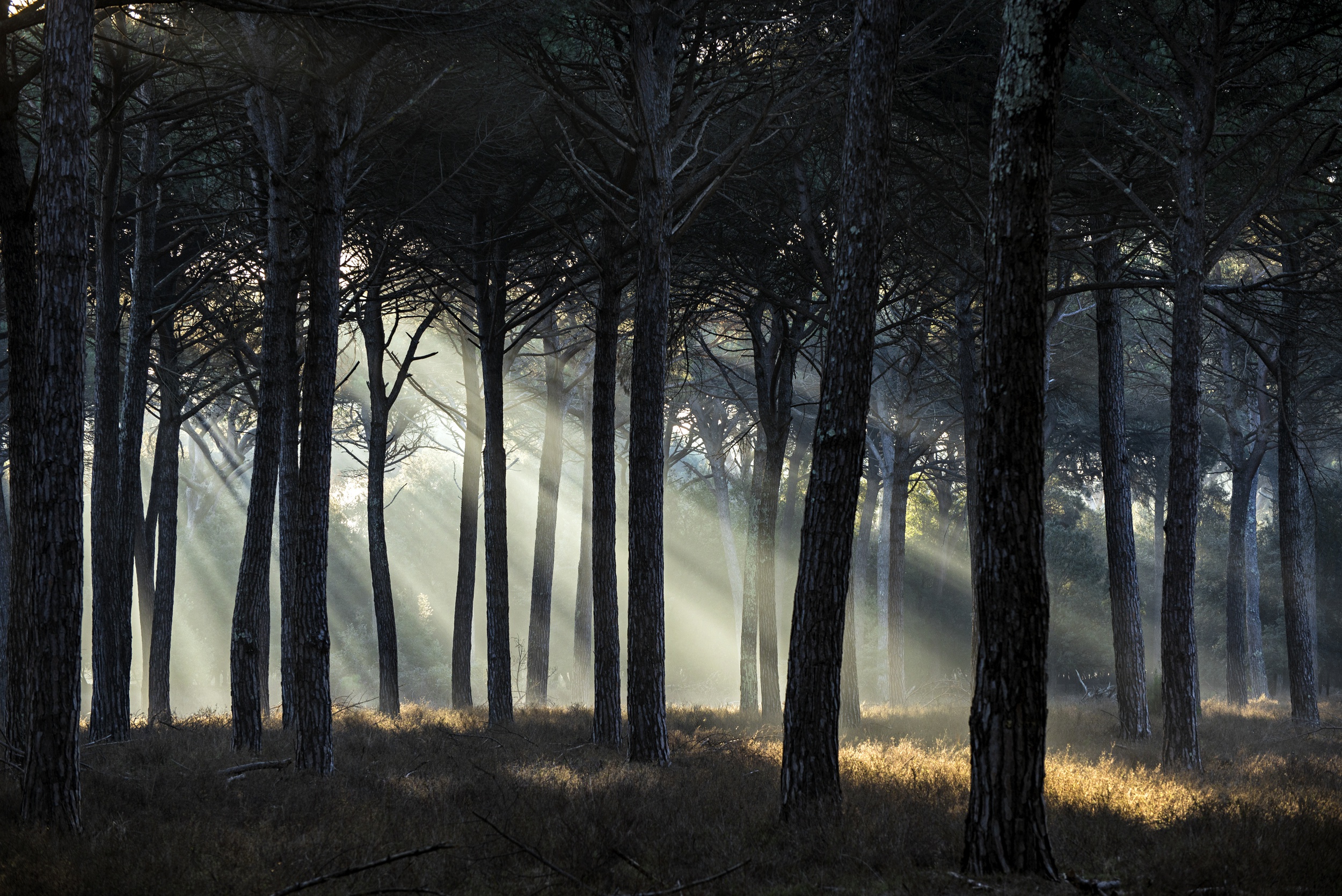 Handy-Wallpaper Natur, Wald, Sonnenstrahl, Erde/natur kostenlos herunterladen.