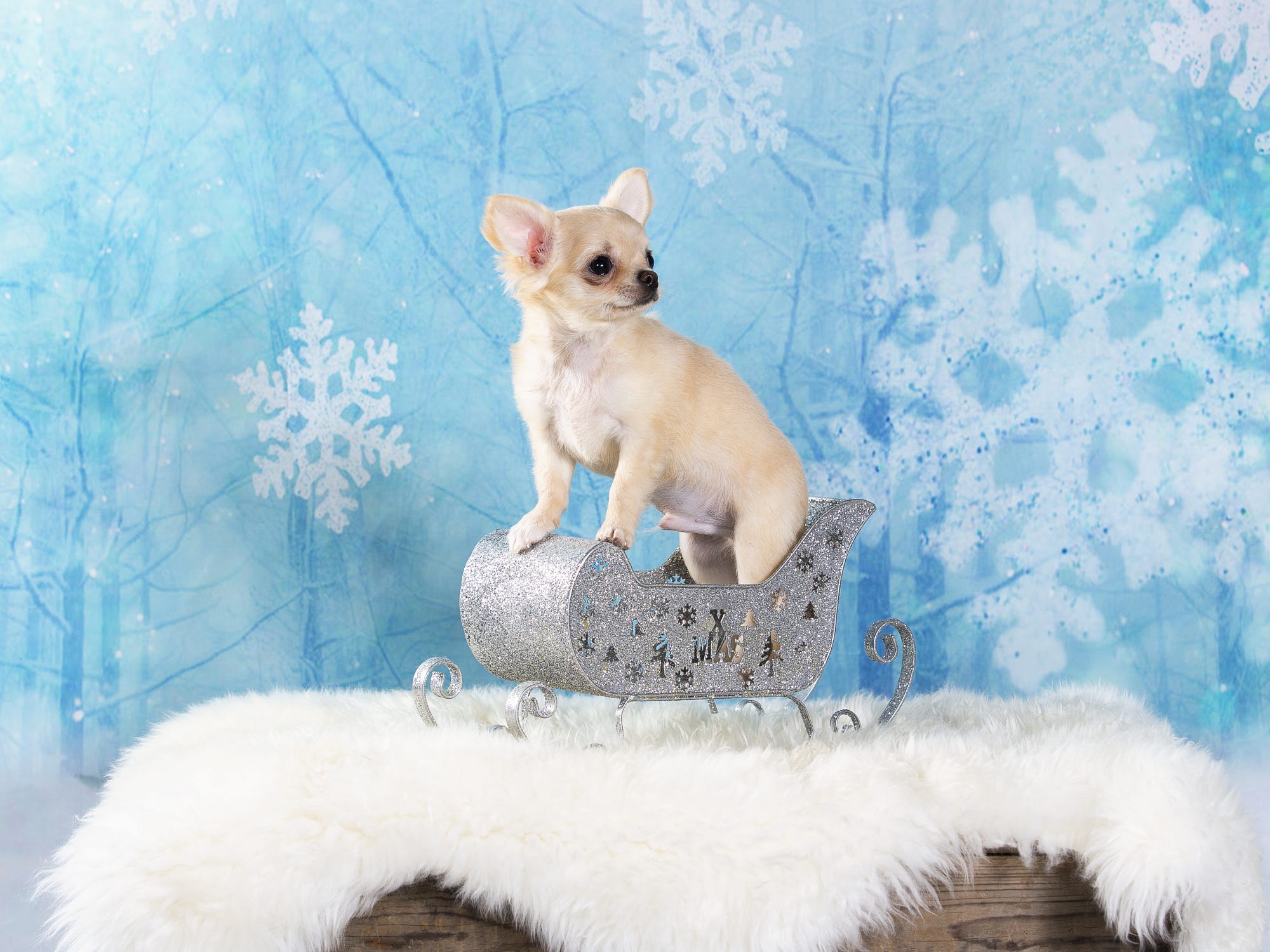 Handy-Wallpaper Tiere, Hunde, Hund, Welpen, Weihnachtsschmuck, Chihuahua, Tierbaby kostenlos herunterladen.