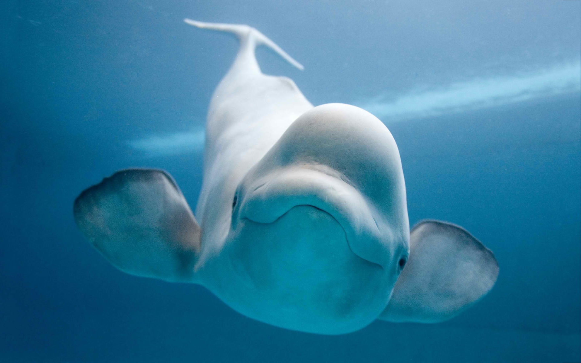 674412 descargar fondo de pantalla animales, ballena beluga: protectores de pantalla e imágenes gratis