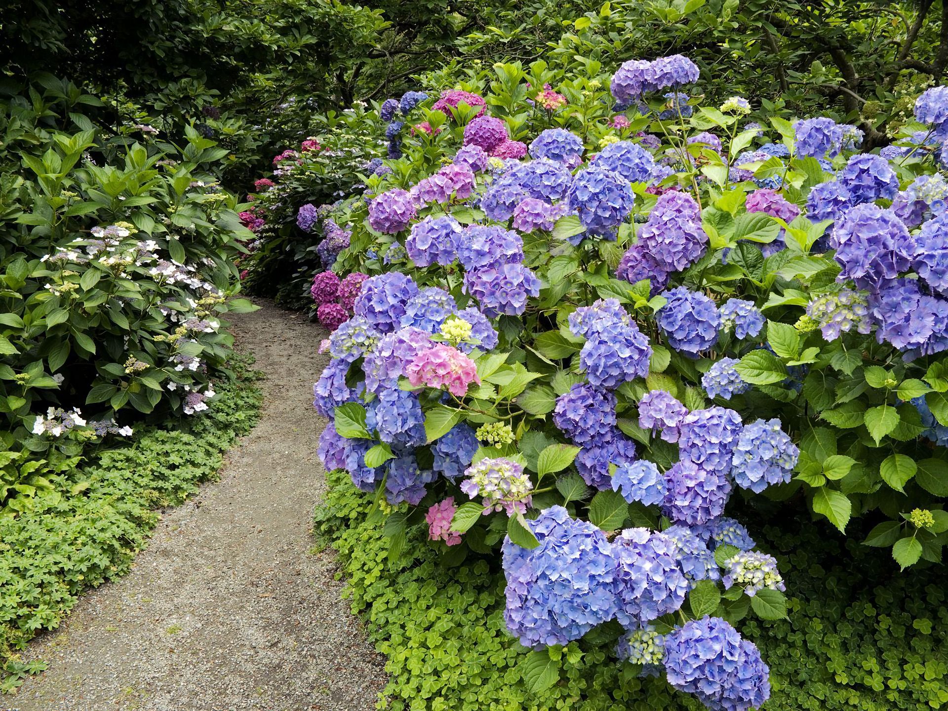 Free download wallpaper Flower, Earth, Path, Garden, Spring, Hydrangea, Purple Flower, Pink Flower on your PC desktop