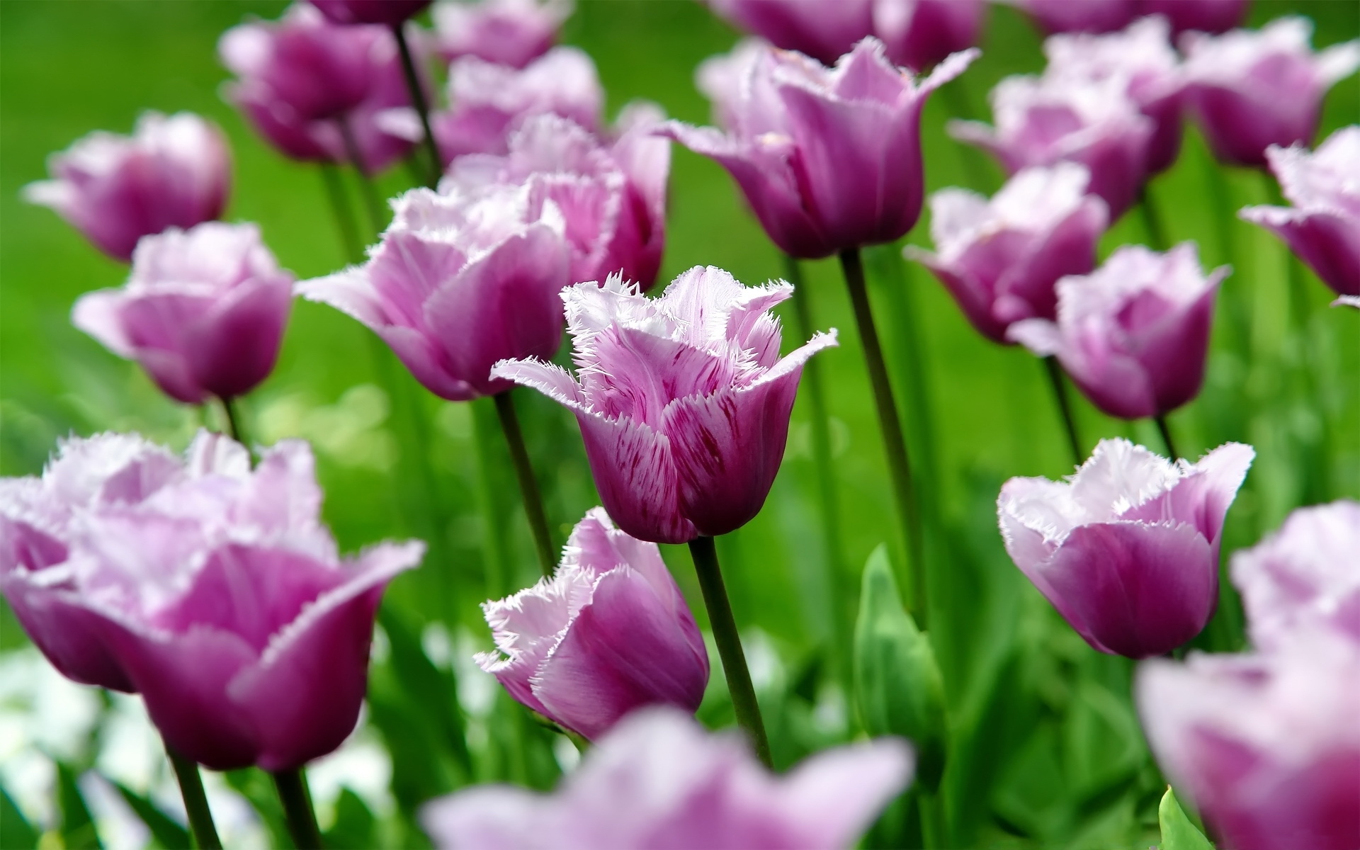 Téléchargez gratuitement l'image Fleurs, Fleur, Tulipe, Terre/nature sur le bureau de votre PC