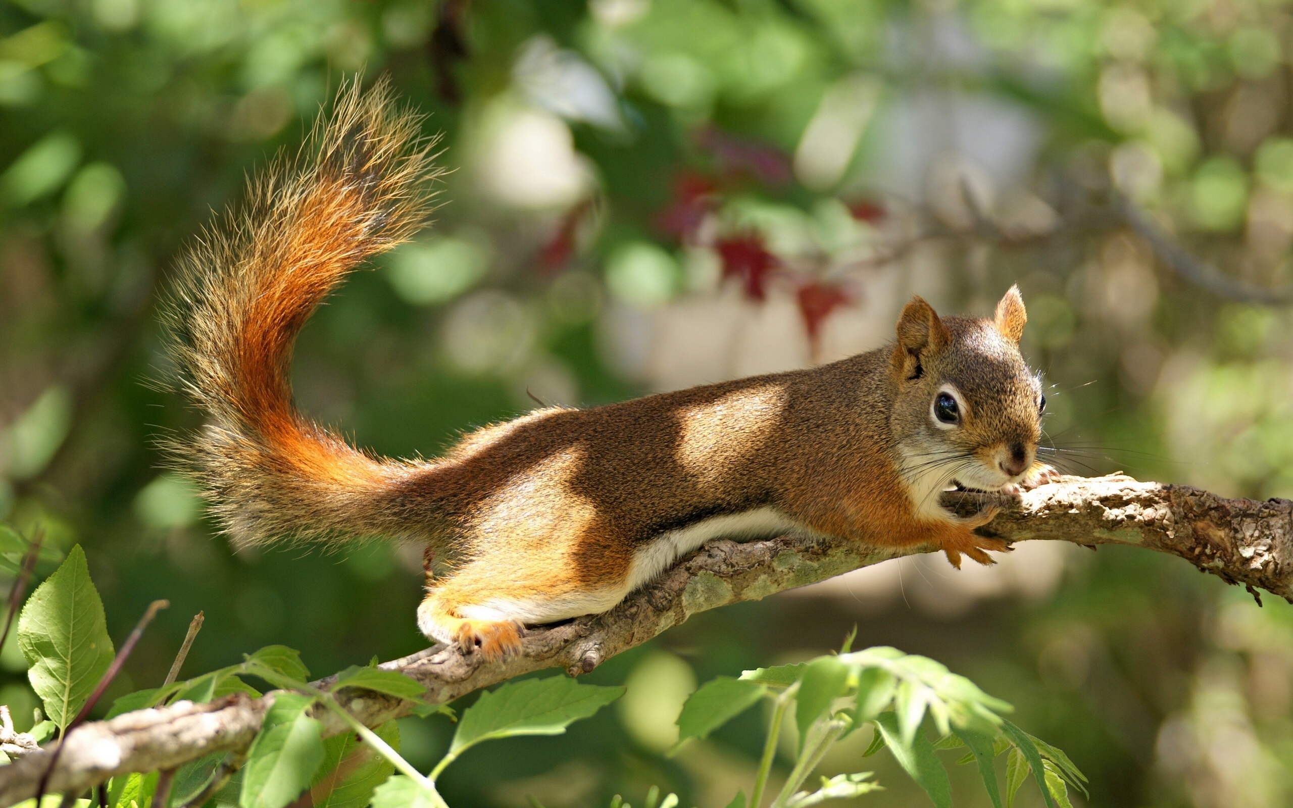Download mobile wallpaper Squirrel, Branch, Animal, Rodent for free.