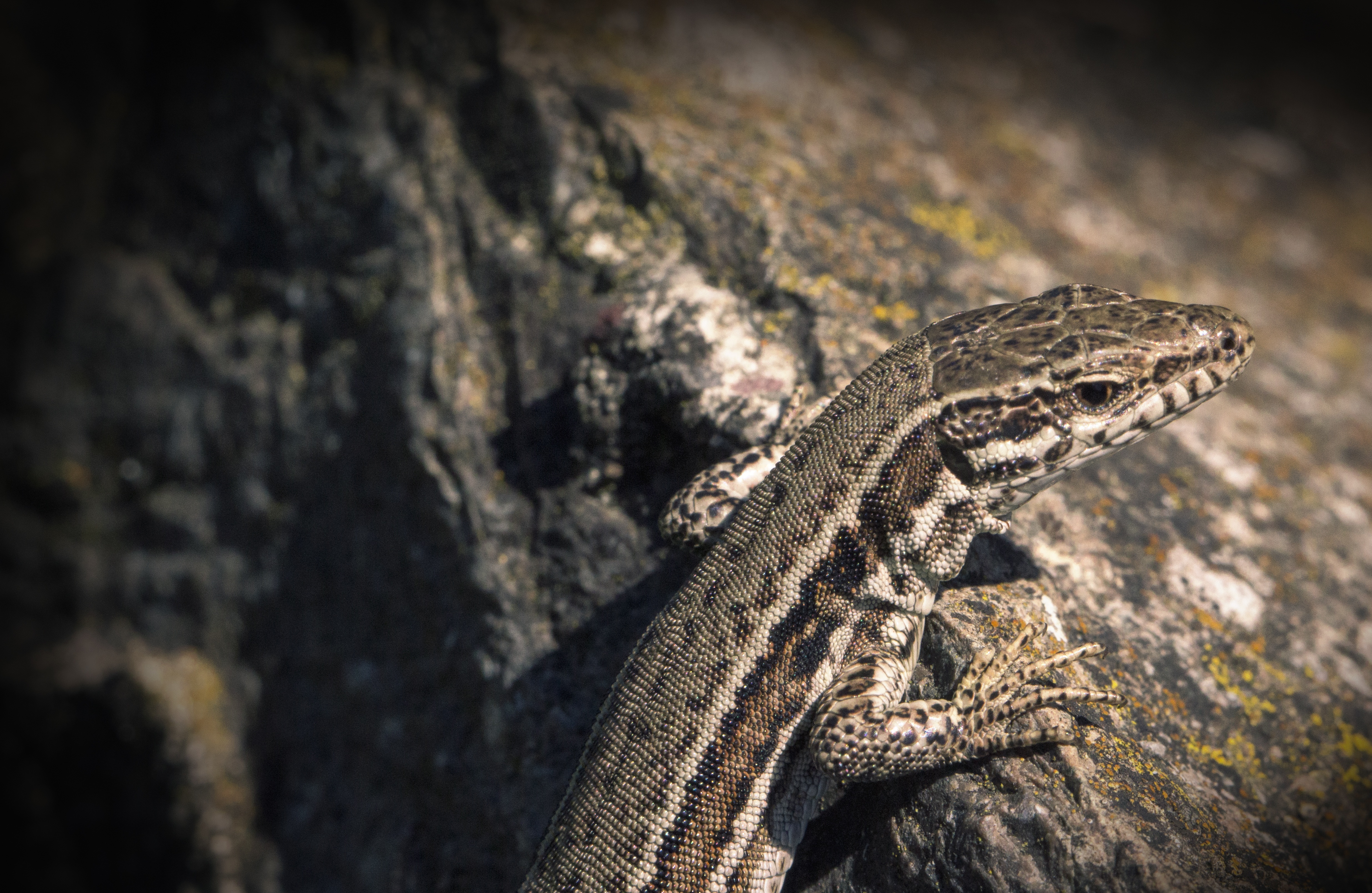 Free download wallpaper Animals, Color, Lizard, Reptile on your PC desktop