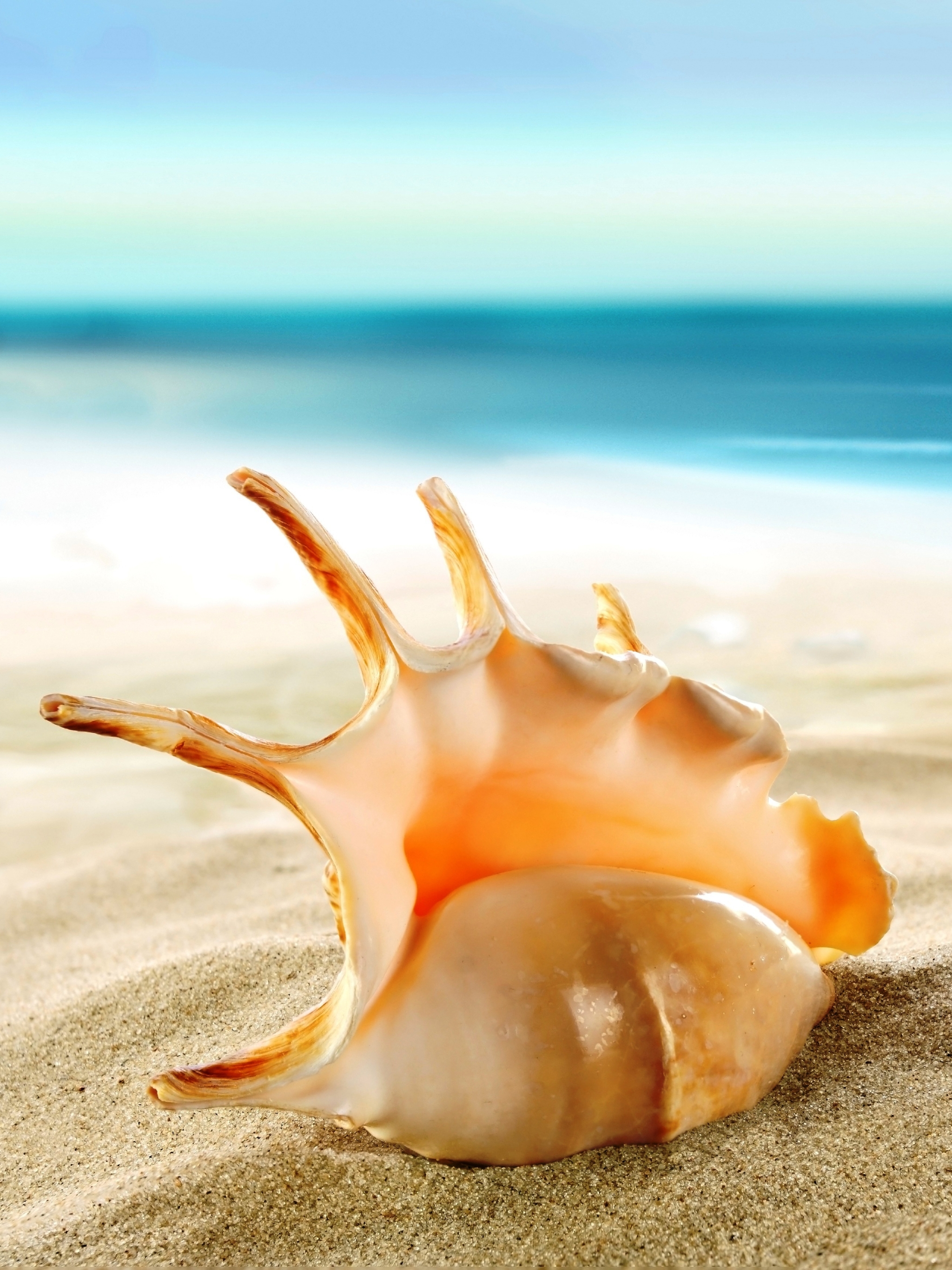 Download mobile wallpaper Nature, Beach, Sand, Earth, Shell for free.