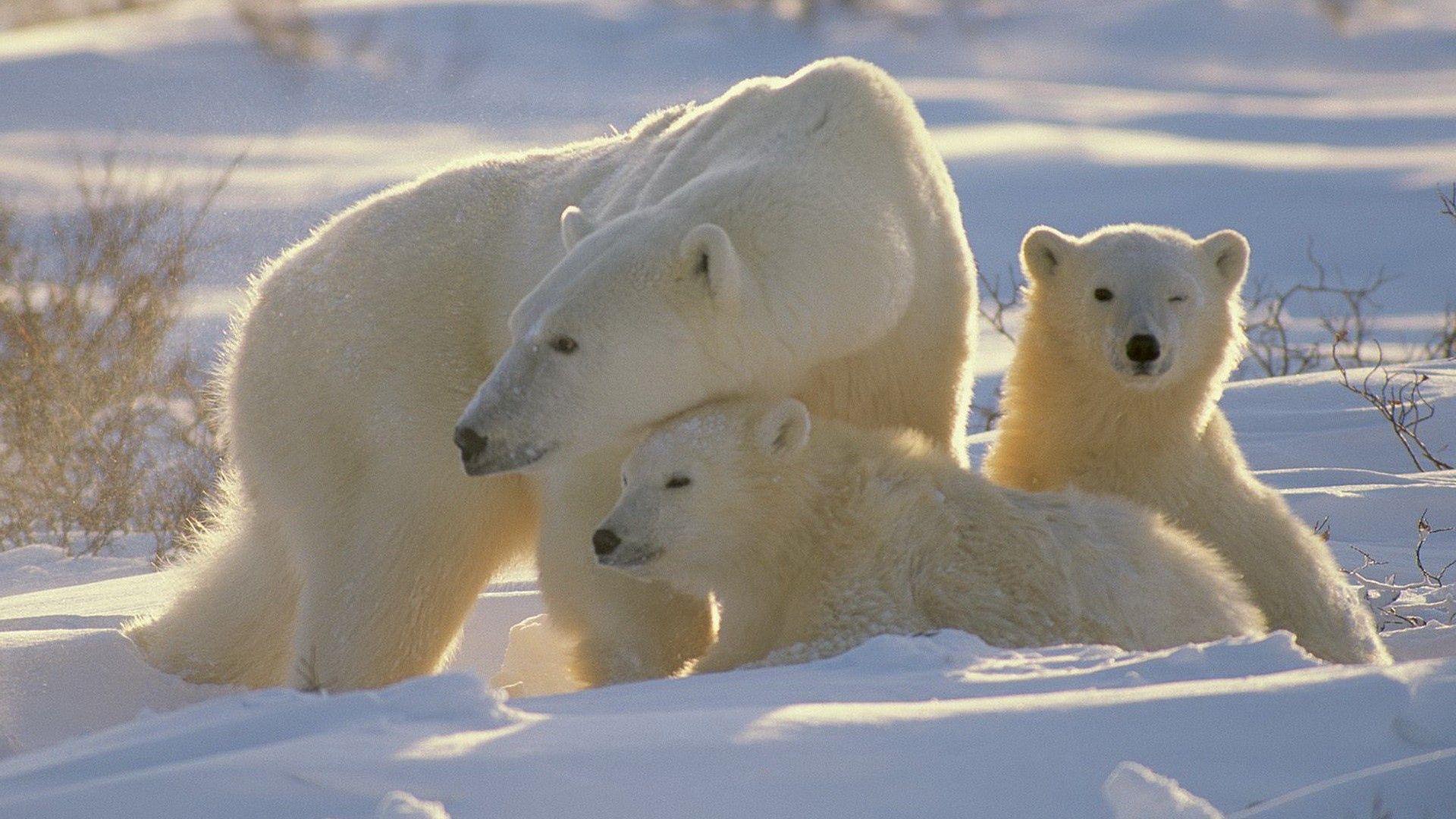 110955 télécharger le fond d'écran ours polaires, animaux, bears, jeune, une famille, famille, oursons - économiseurs d'écran et images gratuitement