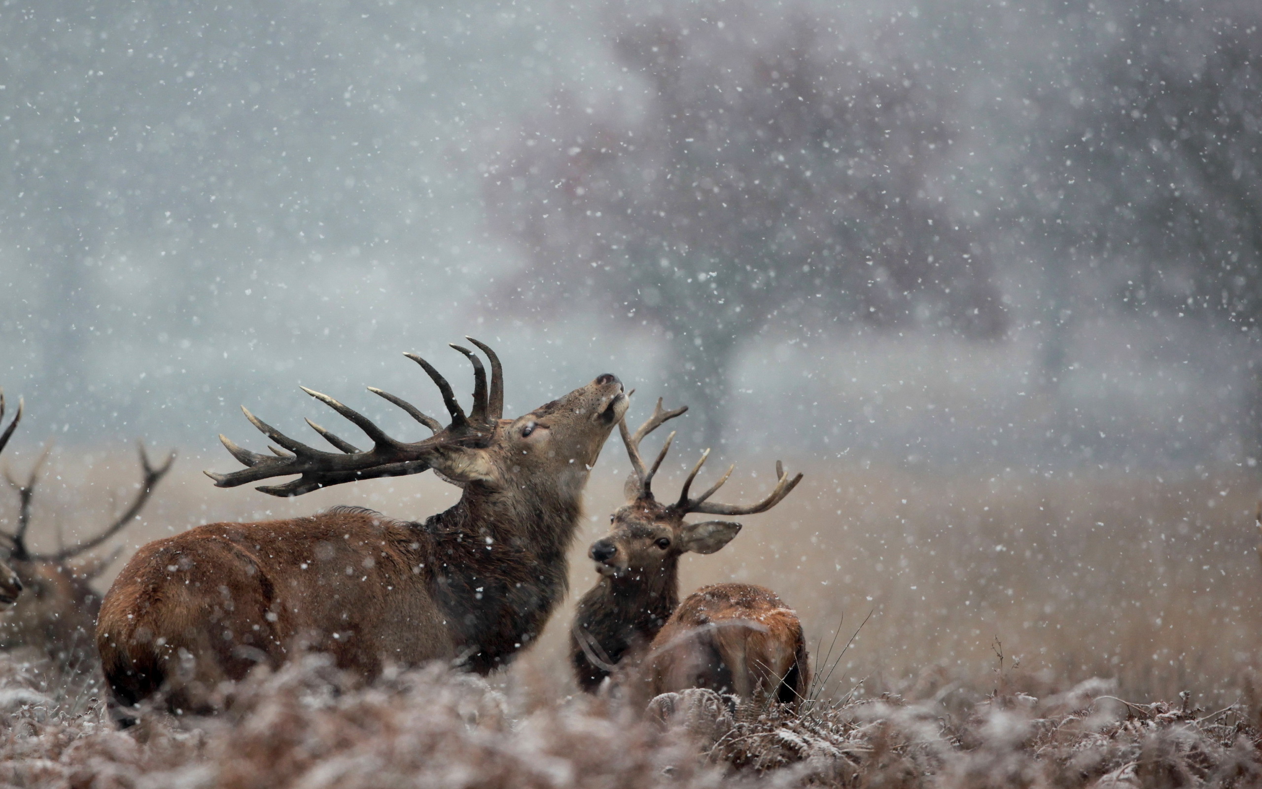 243972壁紙のダウンロード動物, 鹿, 分野, シーズン, 雪, スノーフレーク, 冬-スクリーンセーバーと写真を無料で
