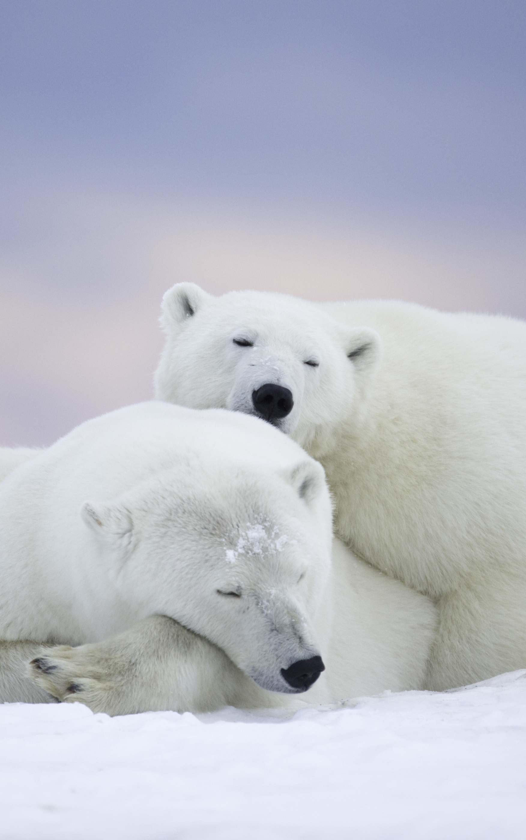 Laden Sie das Tiere, Bären, Bär, Eisbär, Tragen-Bild kostenlos auf Ihren PC-Desktop herunter