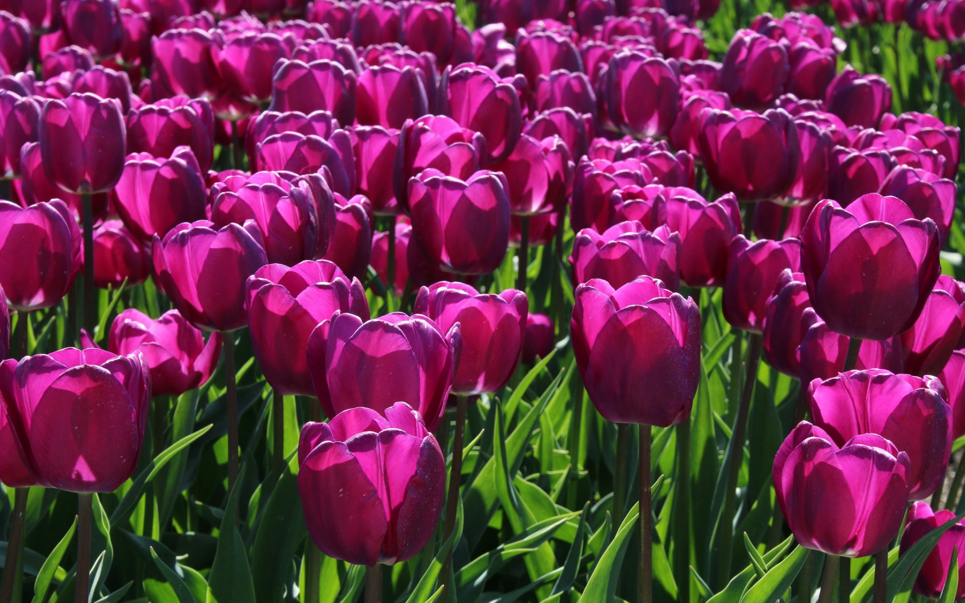 Download mobile wallpaper Flowers, Earth, Tulip for free.