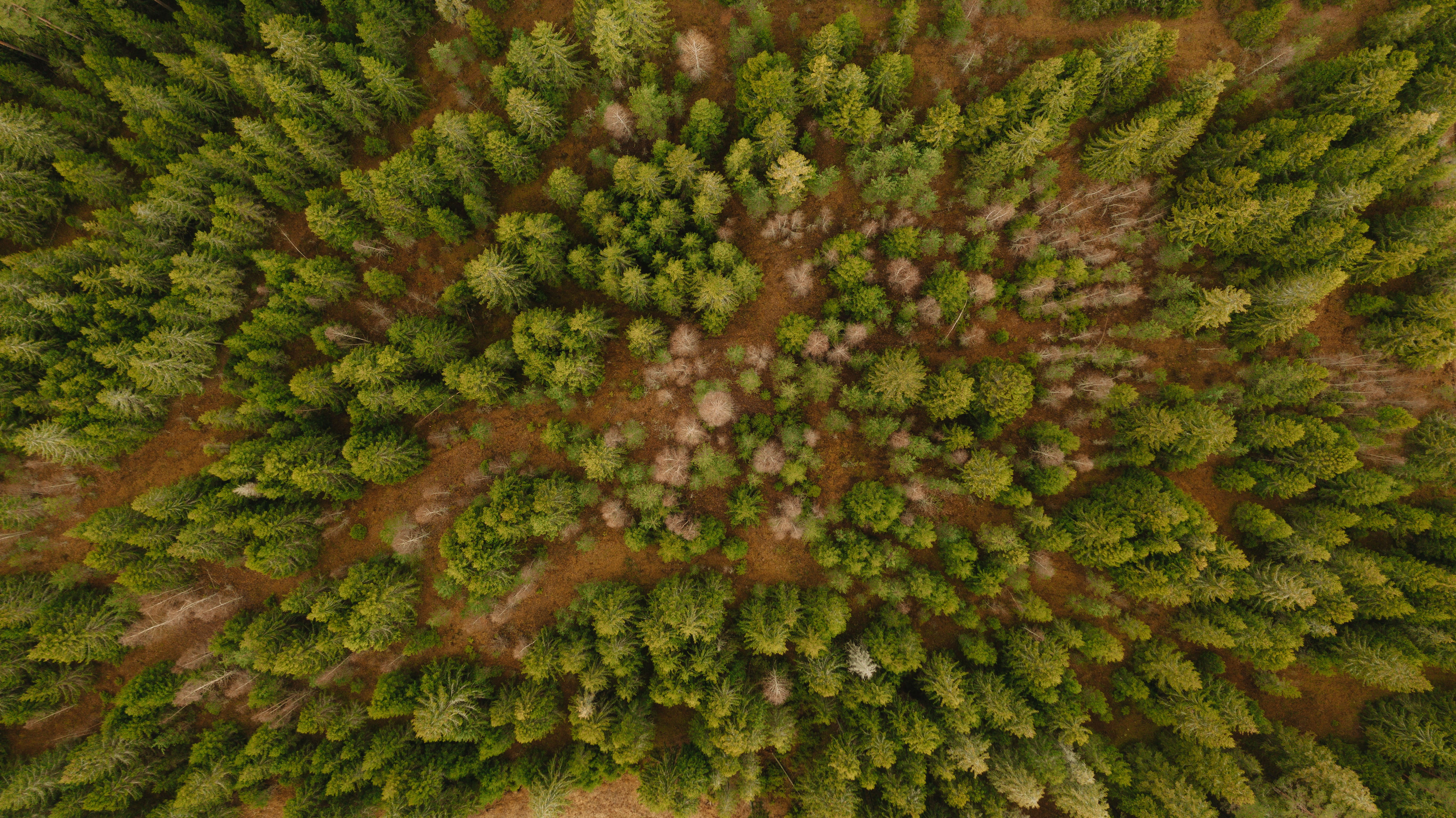 Download mobile wallpaper Forest, View From Above, Trees, Nature for free.