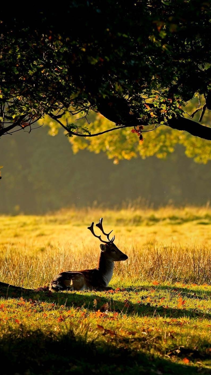 Handy-Wallpaper Tiere, Hirsch kostenlos herunterladen.