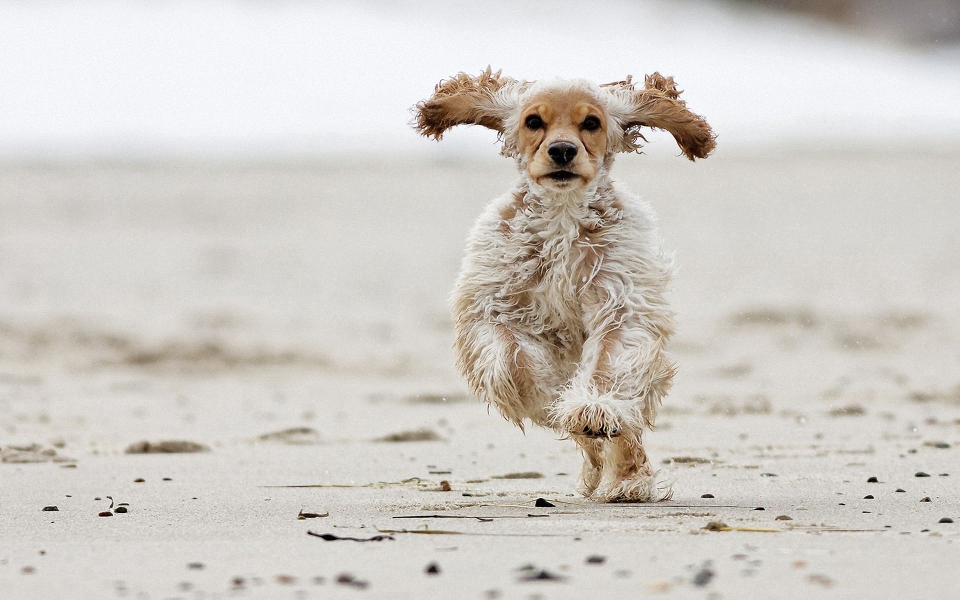 Free download wallpaper Animals, Fluffy, Dog, Run, Running, Bounce, Jump on your PC desktop