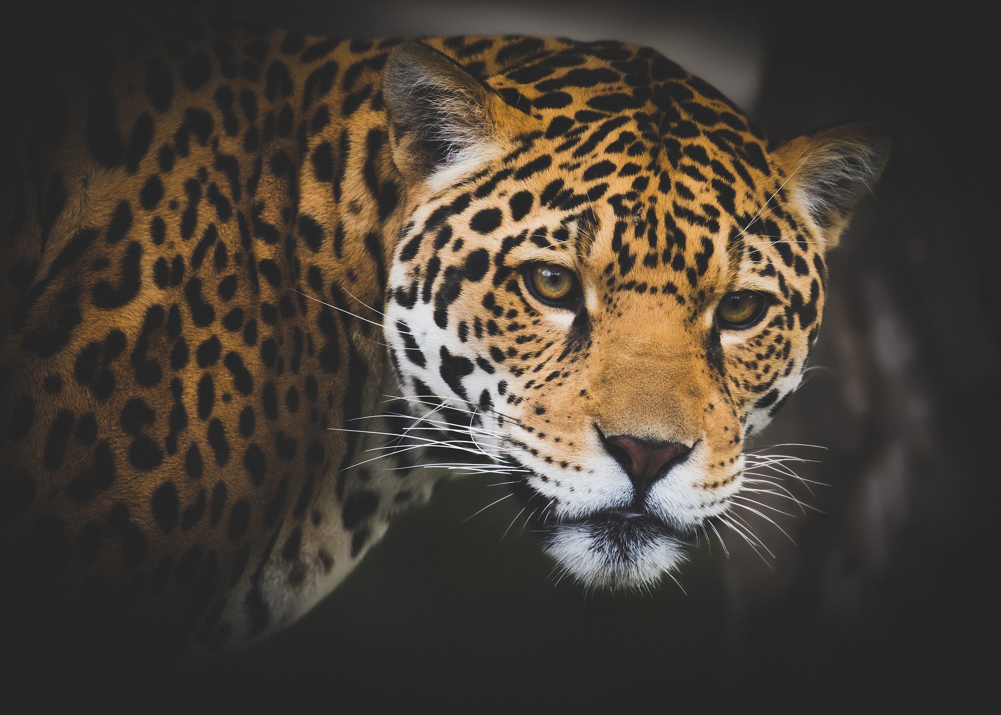 Free download wallpaper Cats, Jaguar, Animal on your PC desktop