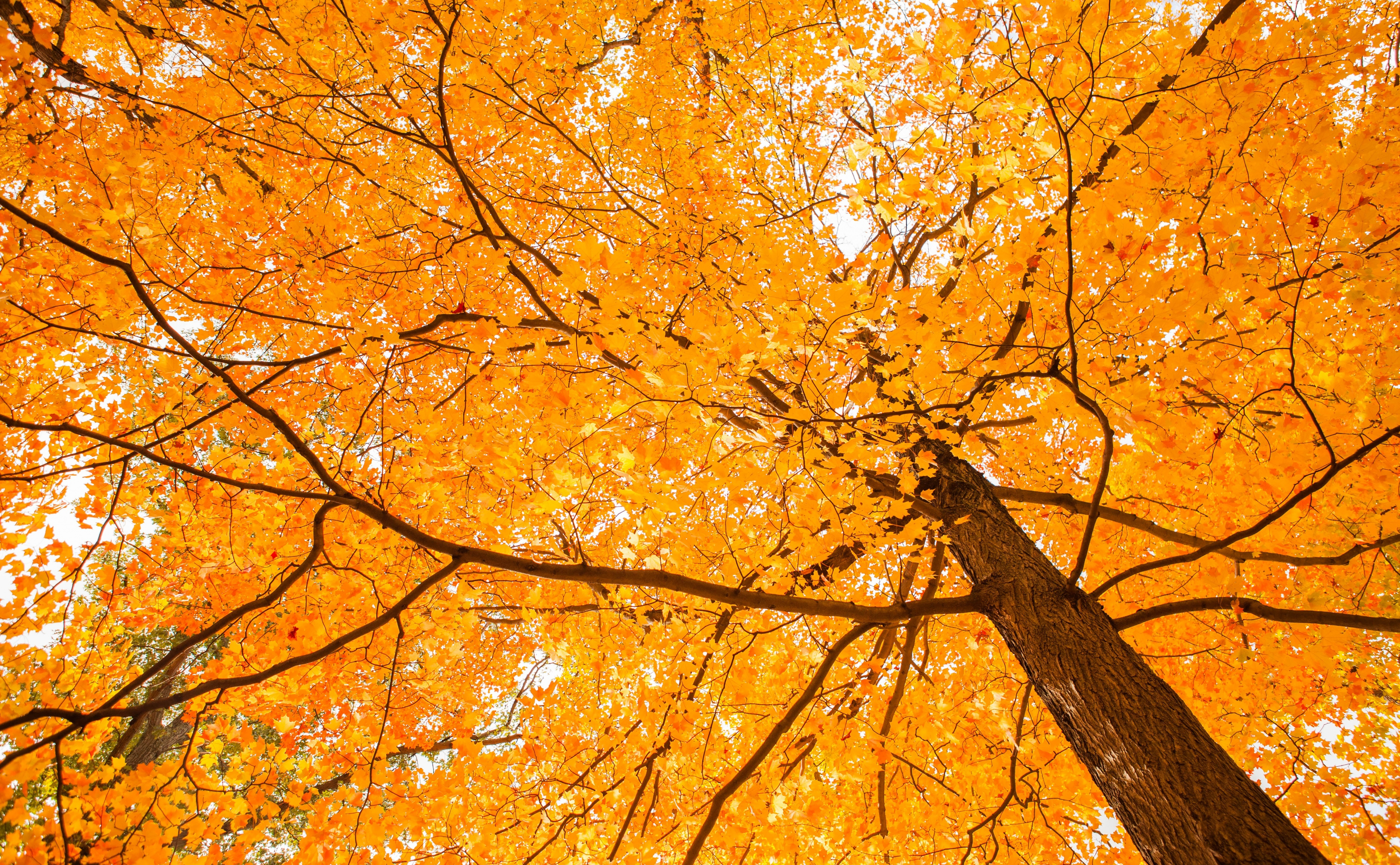 Baixe gratuitamente a imagem Árvores, Outono, Árvore, Terra/natureza, Cor Laranja) na área de trabalho do seu PC