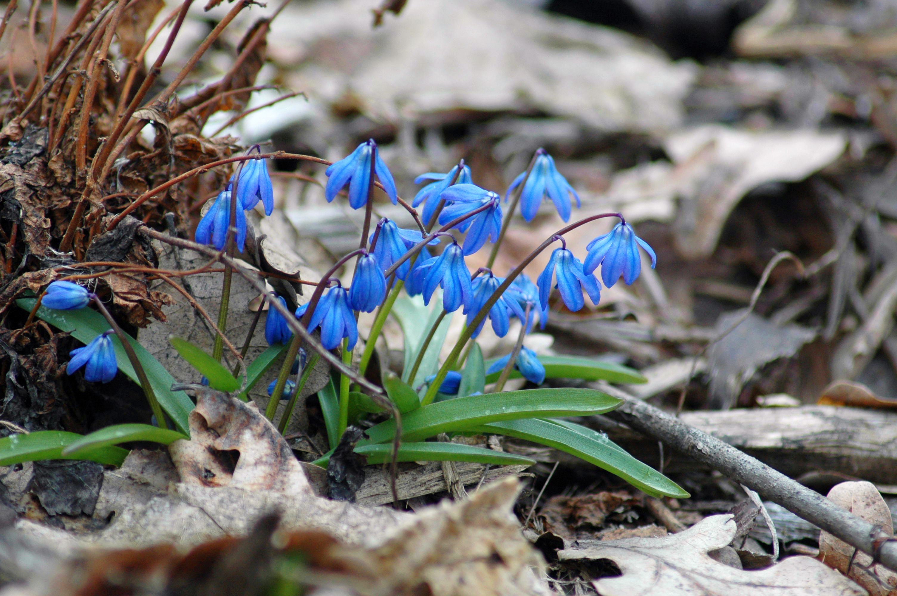 PCデスクトップに自然, フラワーズ, 花, 閉じる, 地球, 春, 青い花画像を無料でダウンロード