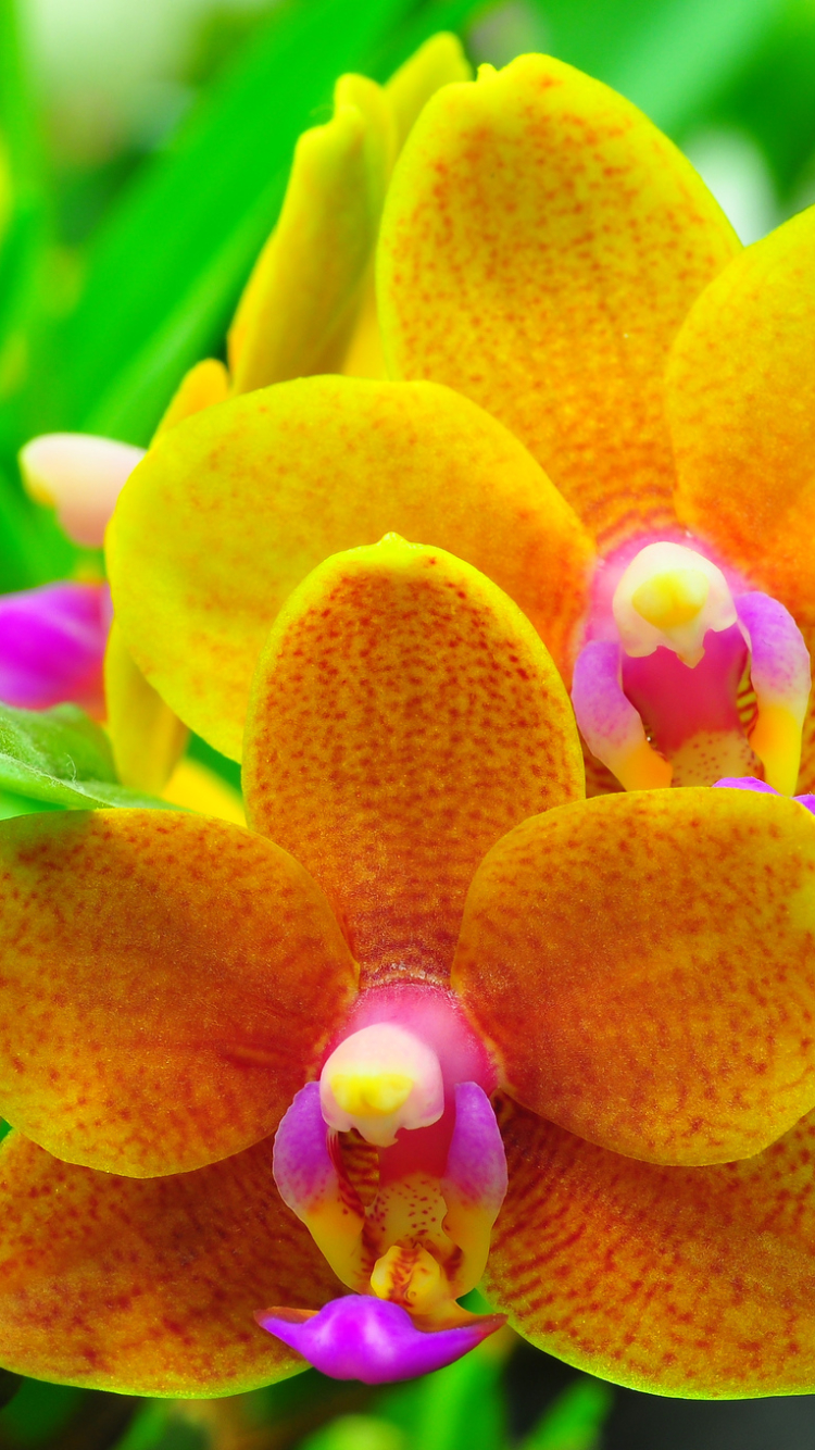 Download mobile wallpaper Nature, Flowers, Flower, Earth, Orchid, Yellow Flower for free.