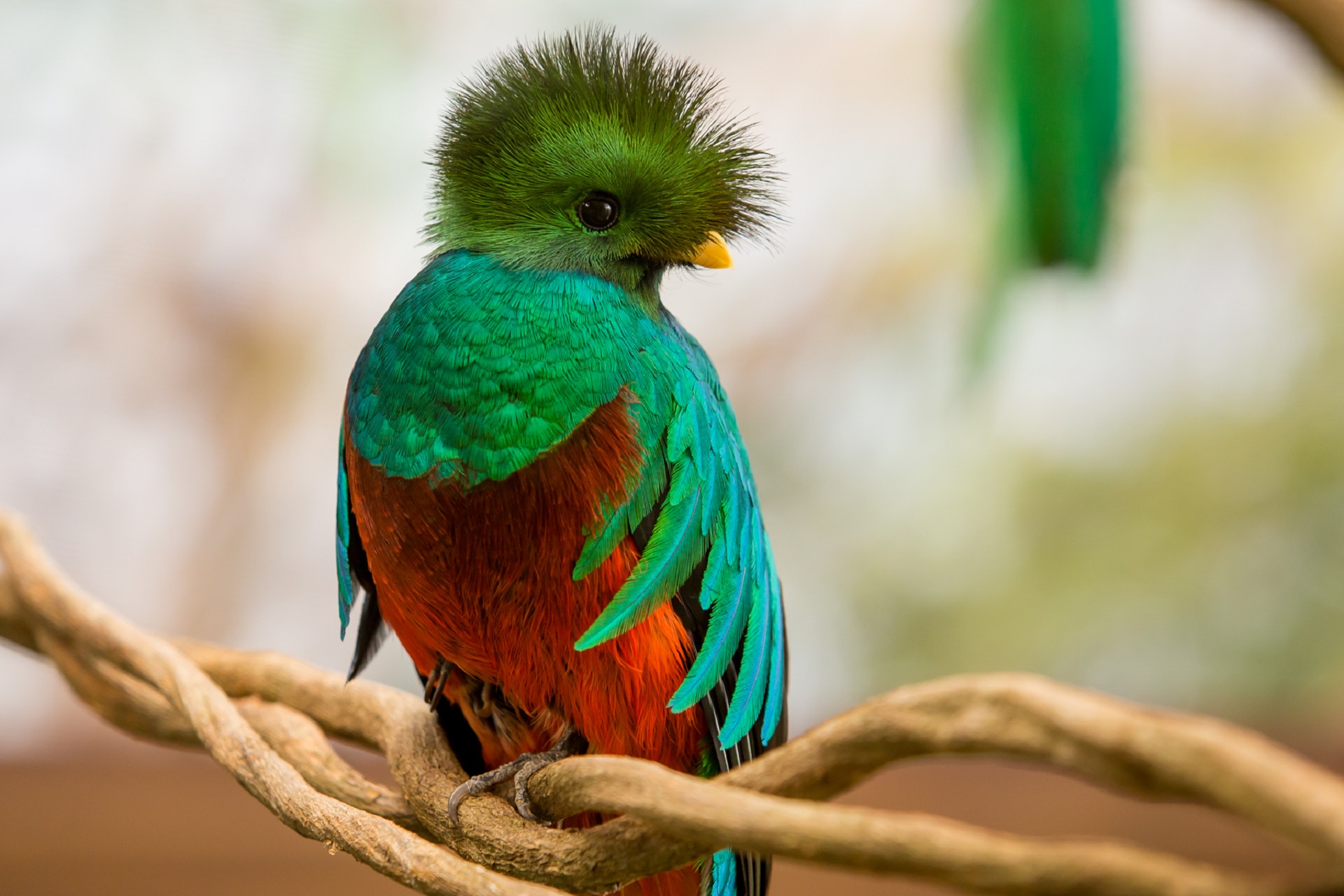 470466 Bild herunterladen tiere, quetzal, vogel, vögel - Hintergrundbilder und Bildschirmschoner kostenlos