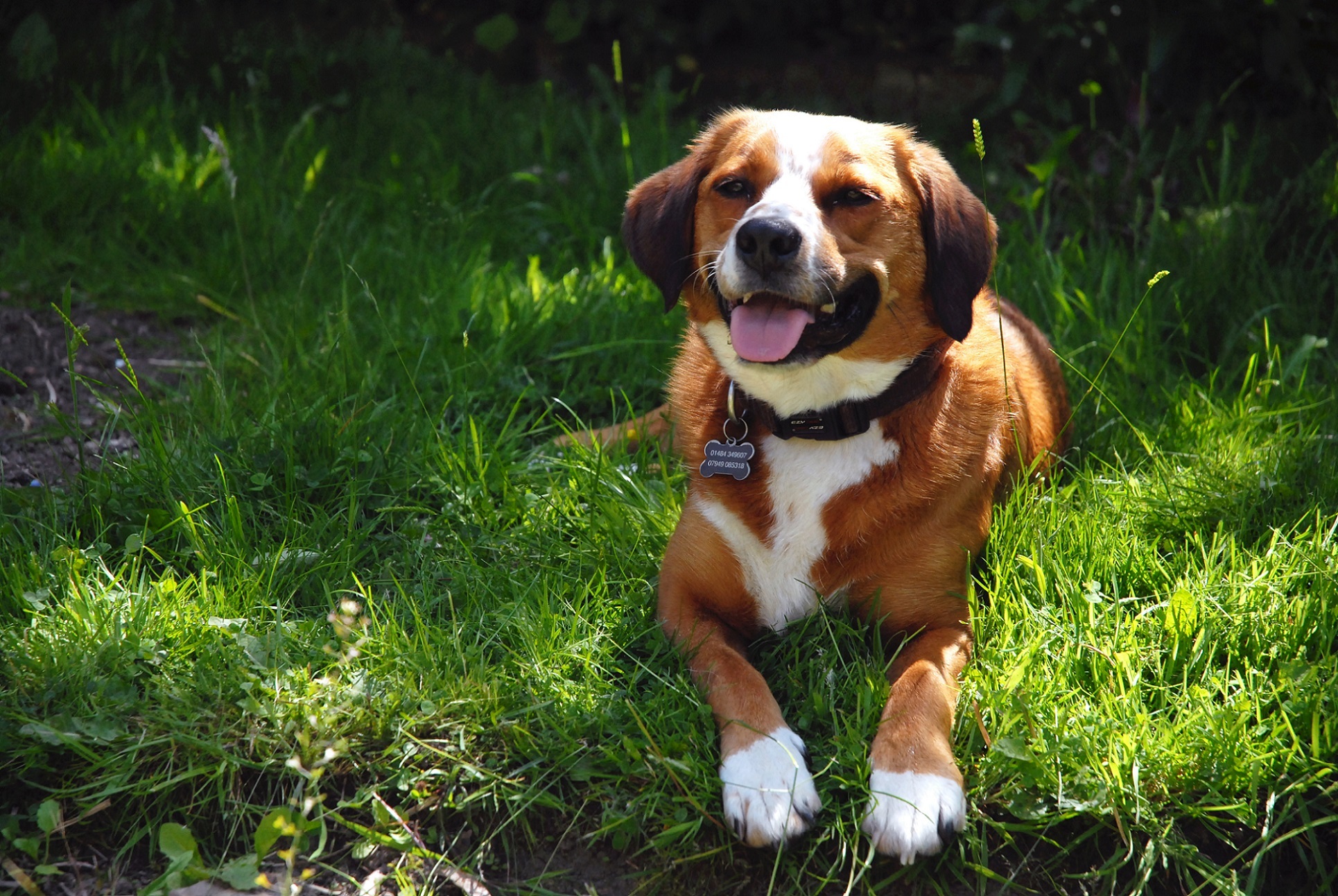 Descarga gratuita de fondo de pantalla para móvil de Perros, Perro, Animales.