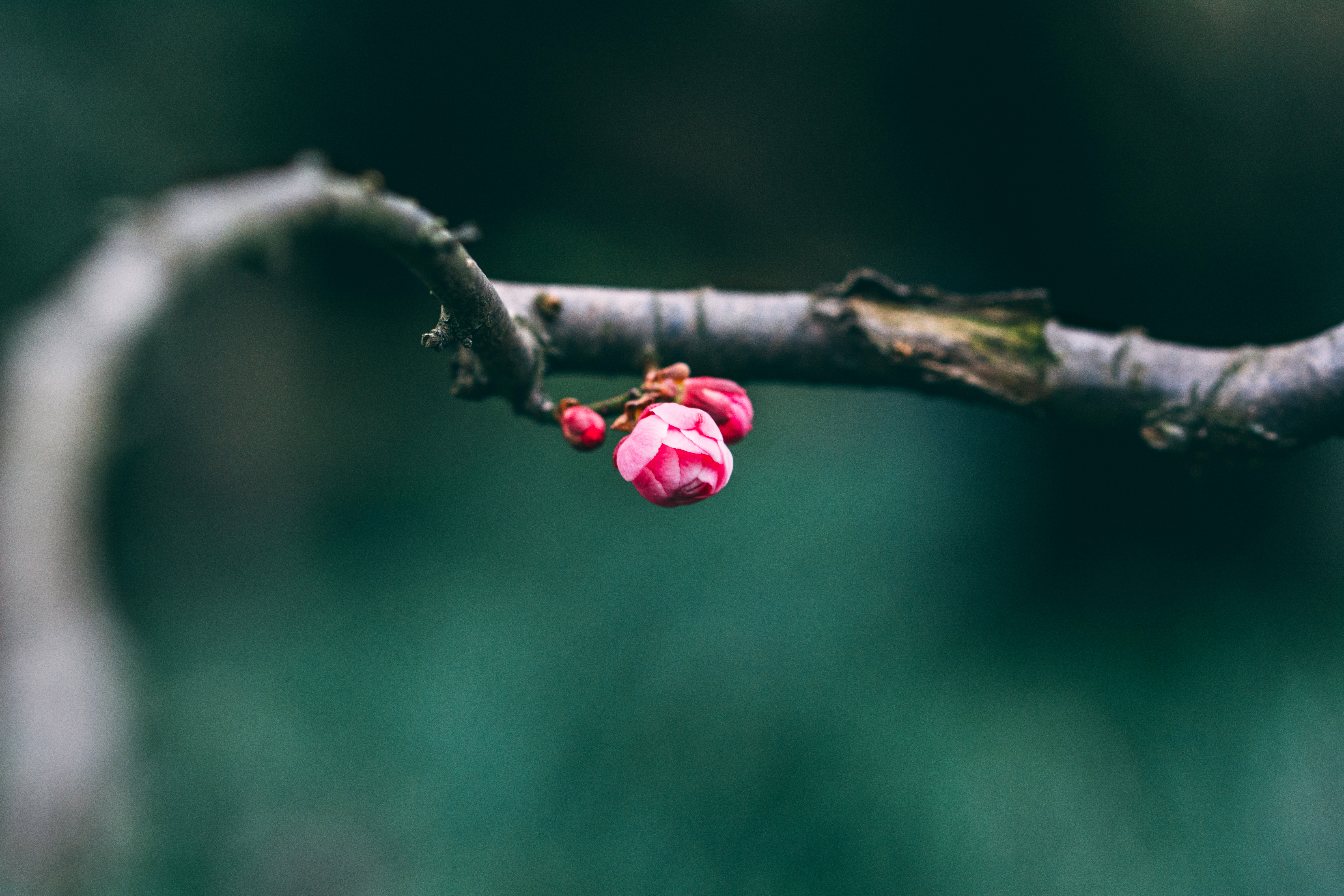Download mobile wallpaper Branch, Macro, Buds, Pink, Spring for free.