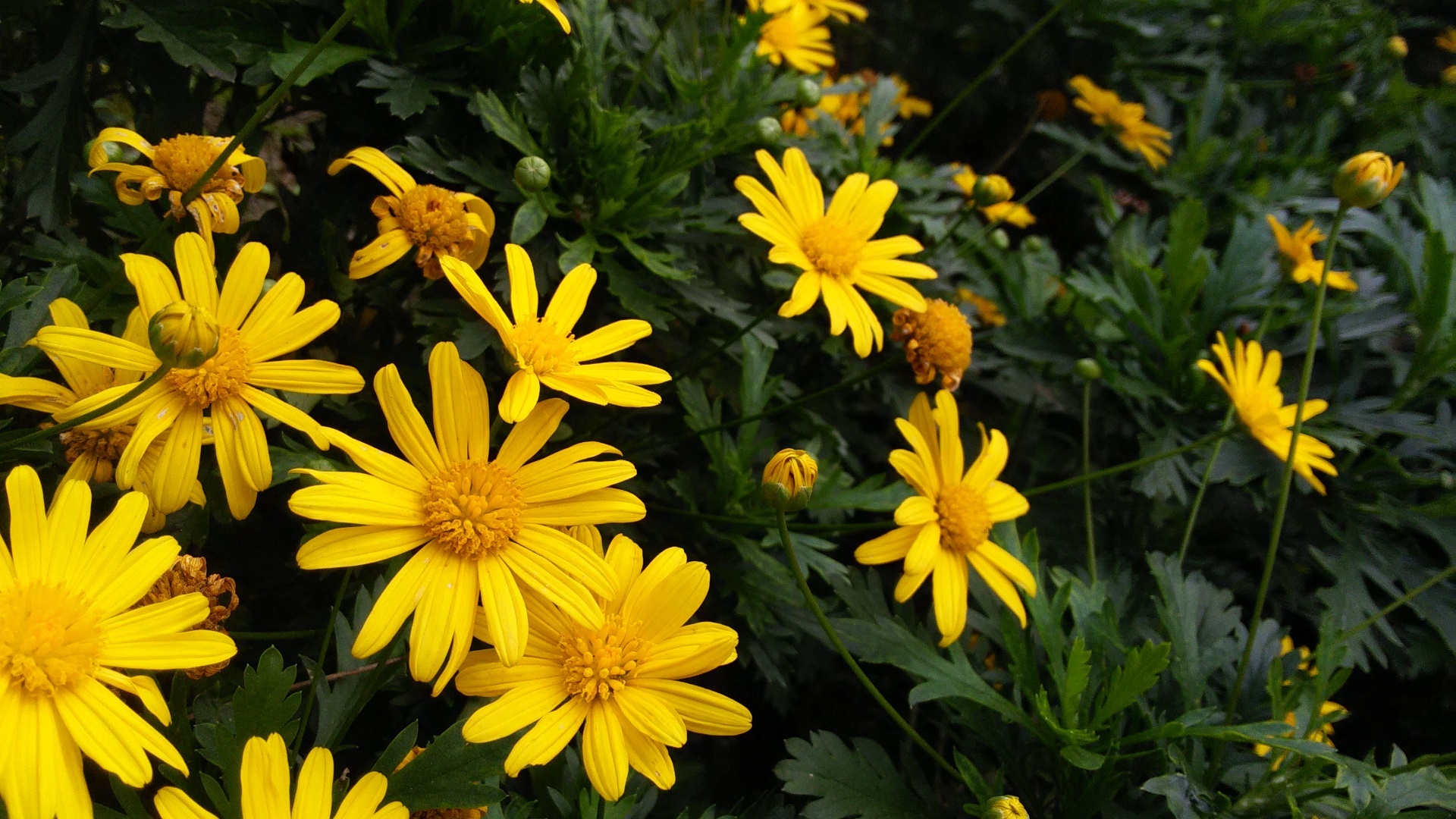 Descarga gratuita de fondo de pantalla para móvil de Flores, Flor, Flor Amarilla, Tierra/naturaleza.